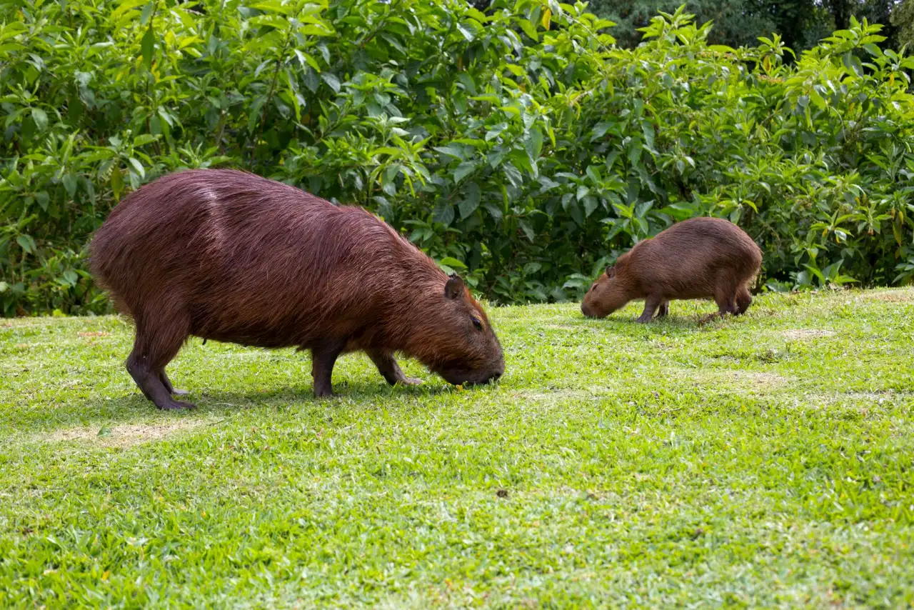 Adult capybara and a small young capybara grazing together on lush green grass in soft daylight
