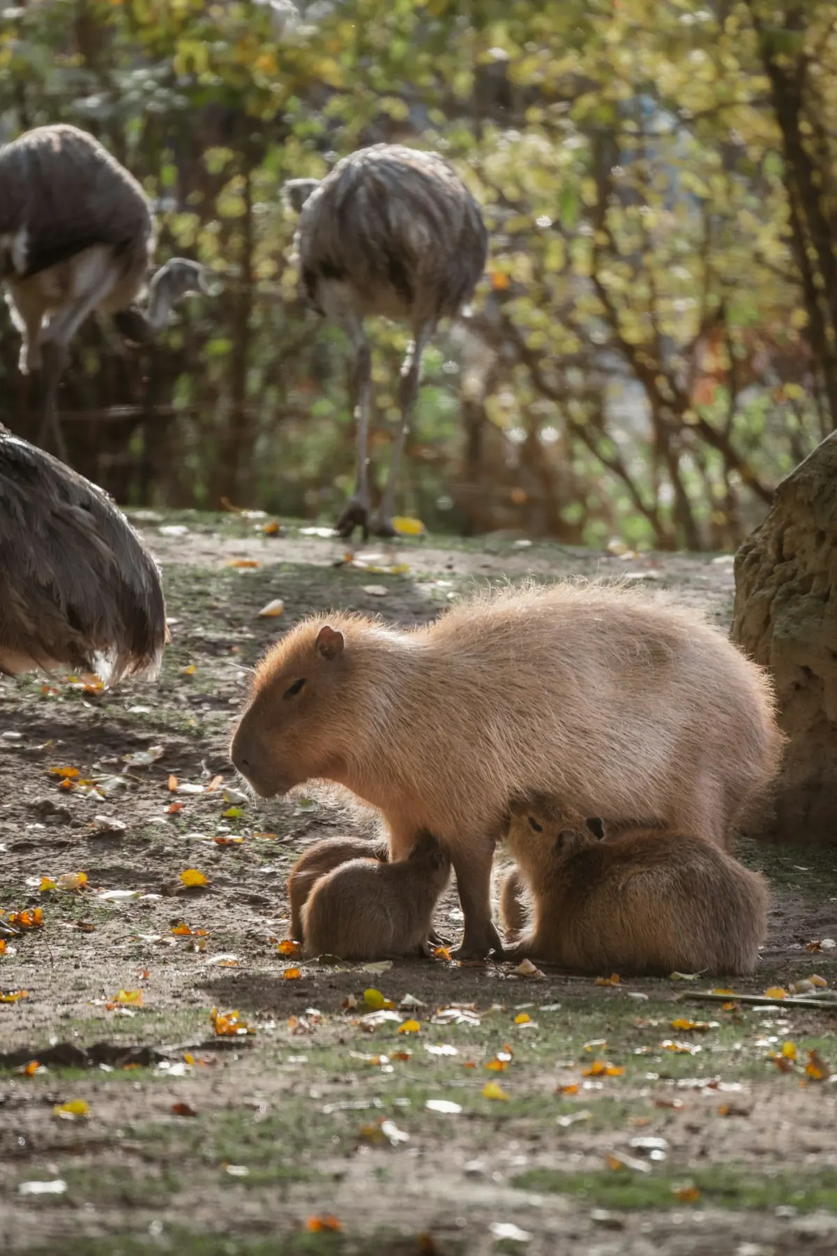 Capybara mother resting with young offspring in a park