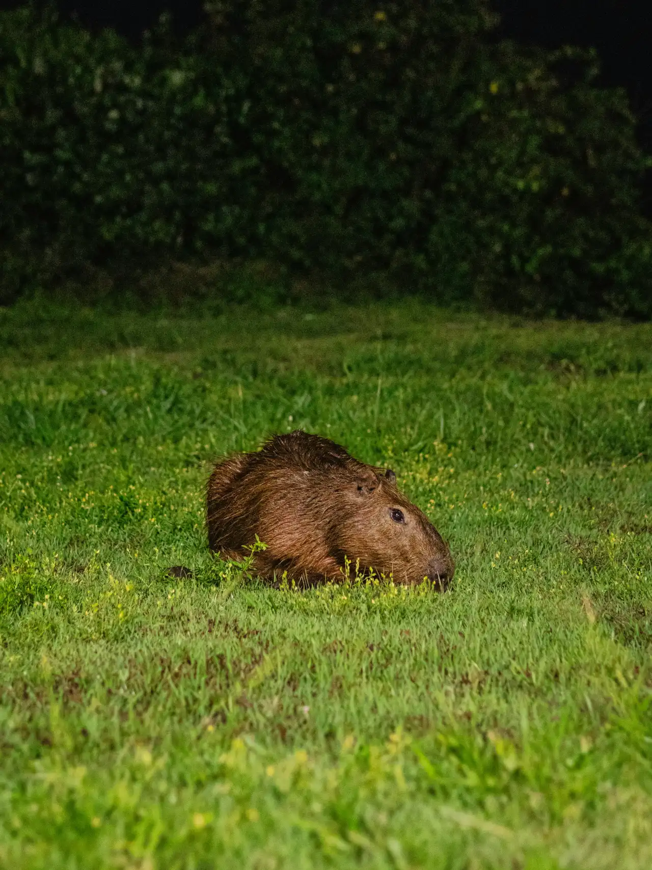 Capybara resting in grass at night, the outdoor condition an Alberta enclosure has to beat for months at a time