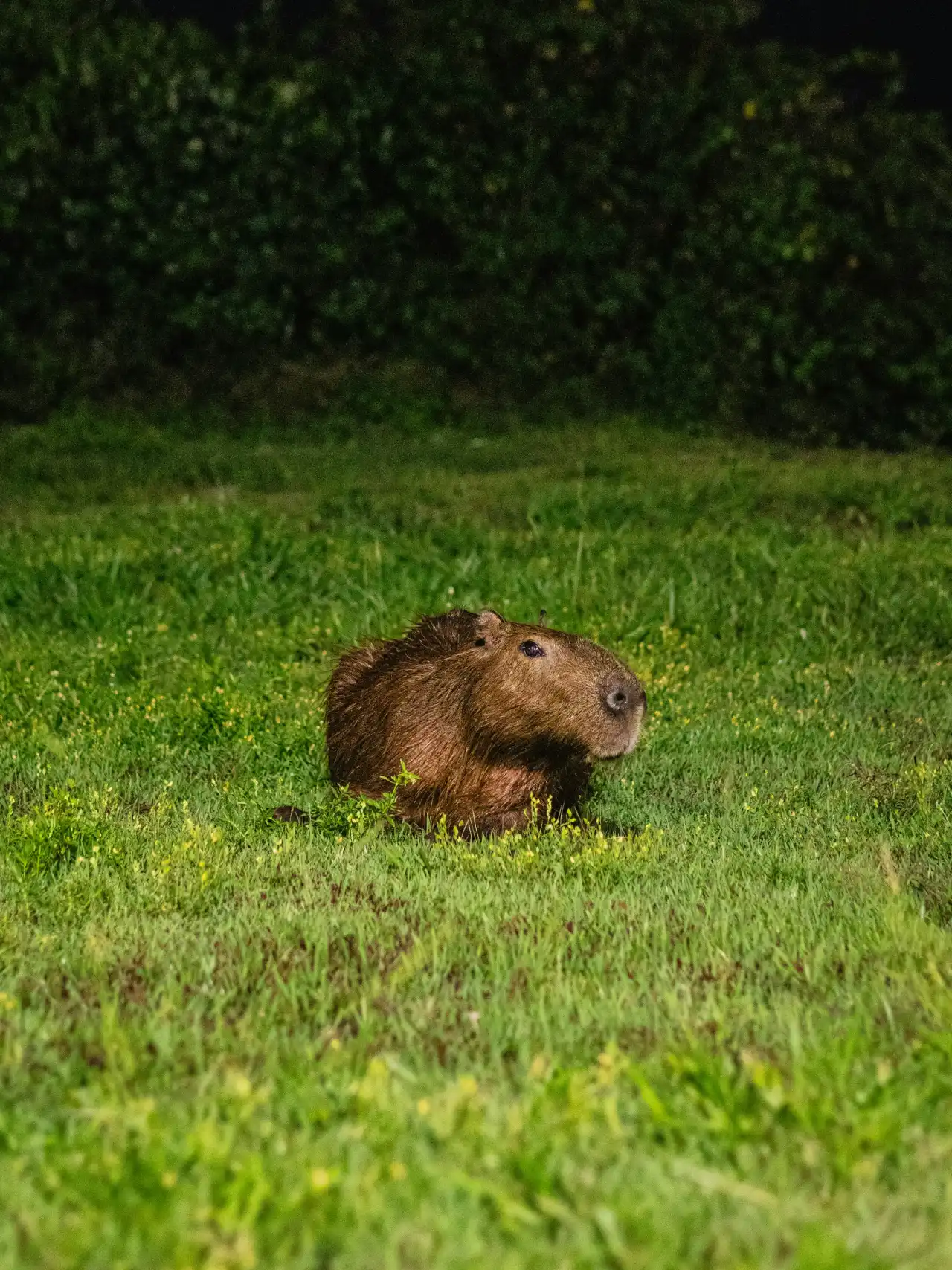 Capybara resting on grass at night, lit softly, ears up and alert in the dark