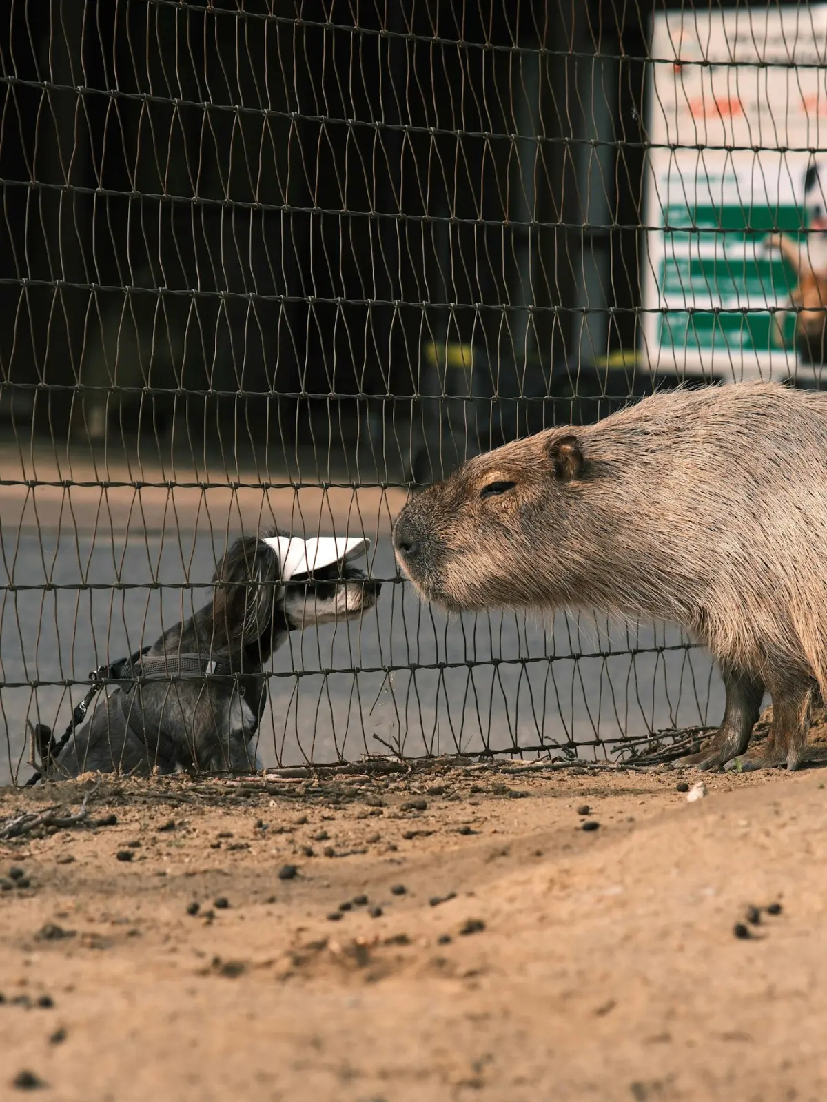 Two capybaras standing in dirt near each other