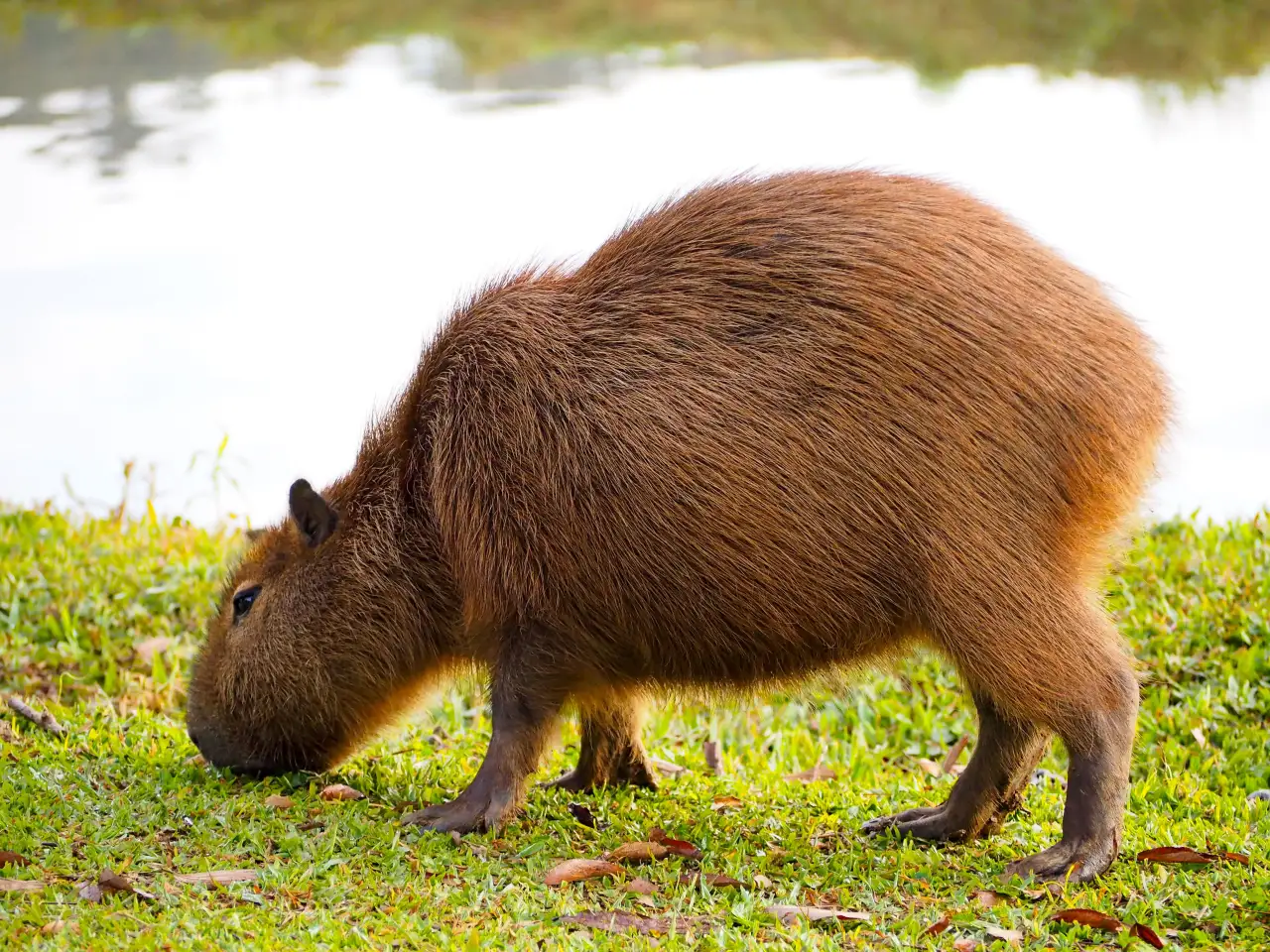 A capybara grazing on short grass at the edge of a lake in Paraná, Brazil.