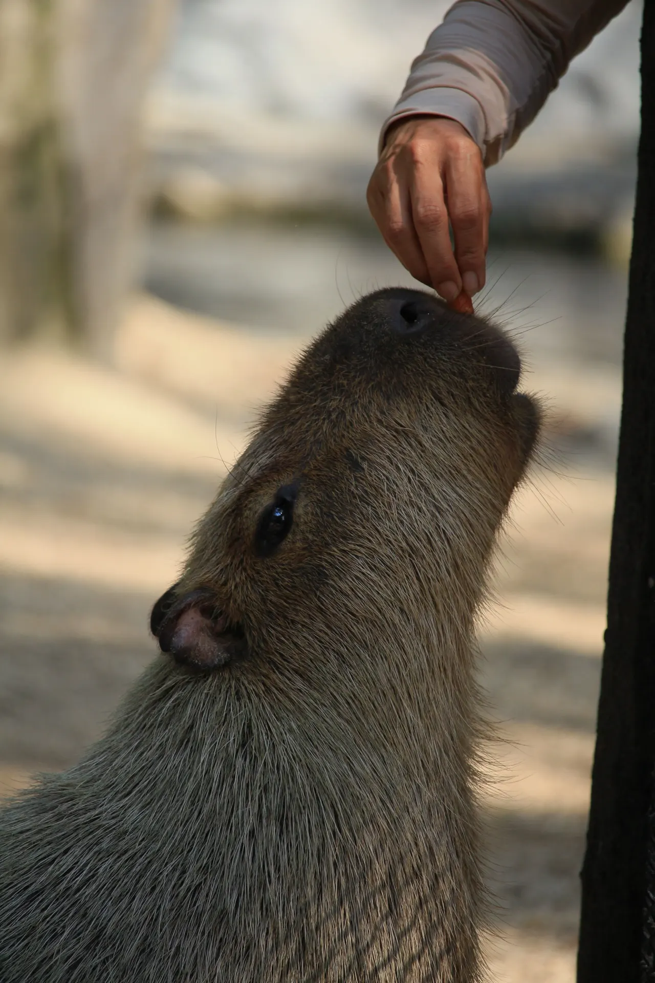 Person gently touching a capybara while the animal stays settled on the ground