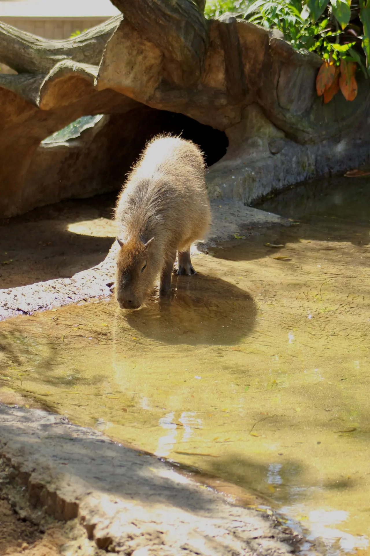 Capybara standing in a shallow pond inside a managed zoo habitat with plants around the water