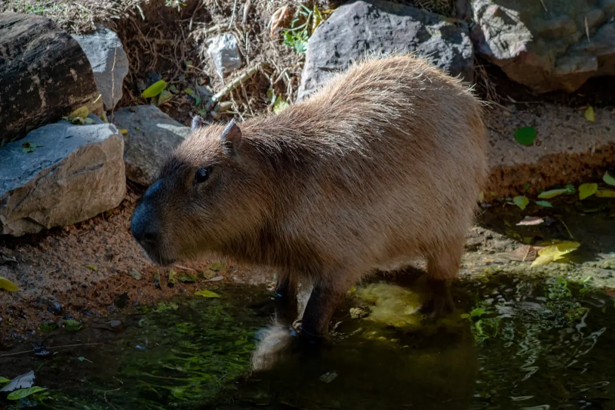 Capybara wading in a shallow zoo pool