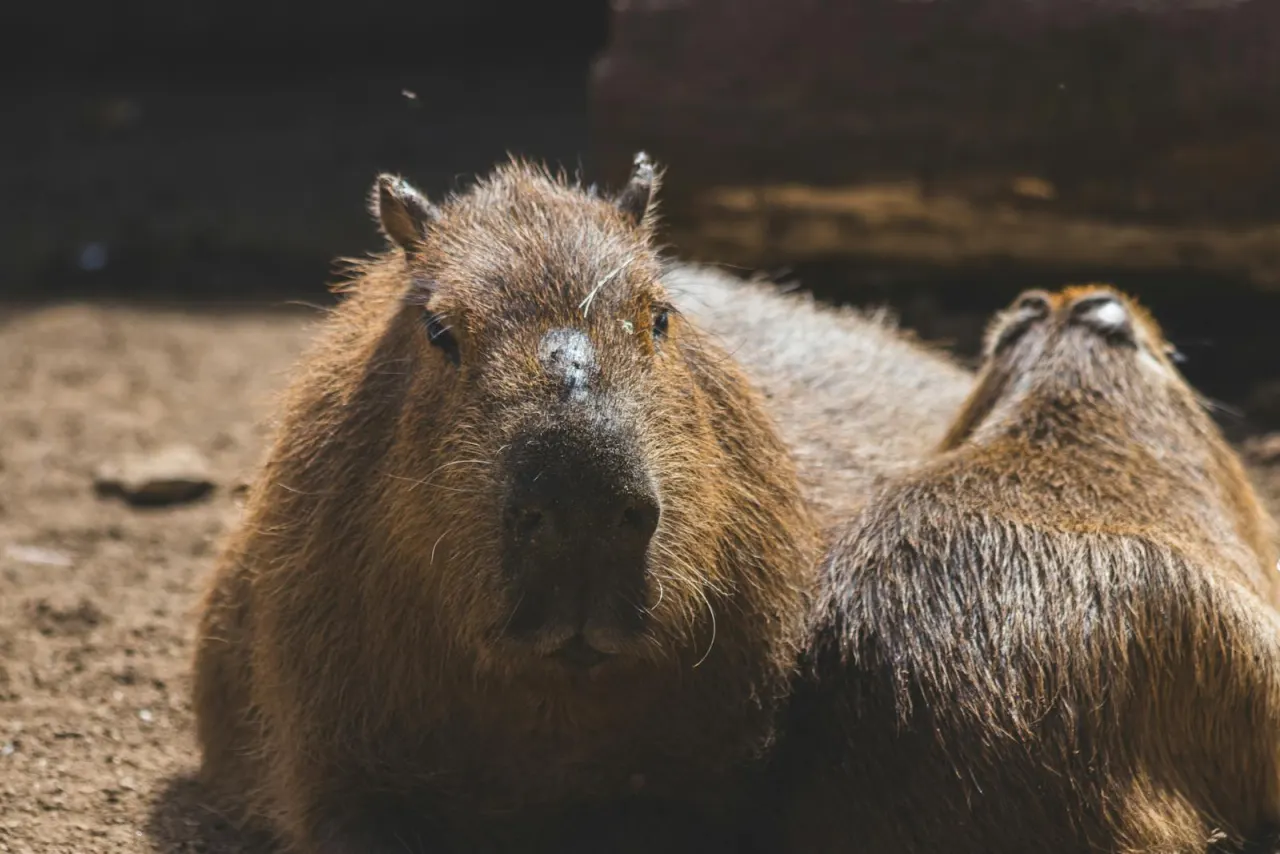 Relaxed capybara resting in outdoor natural sunlight showing calm demeanor