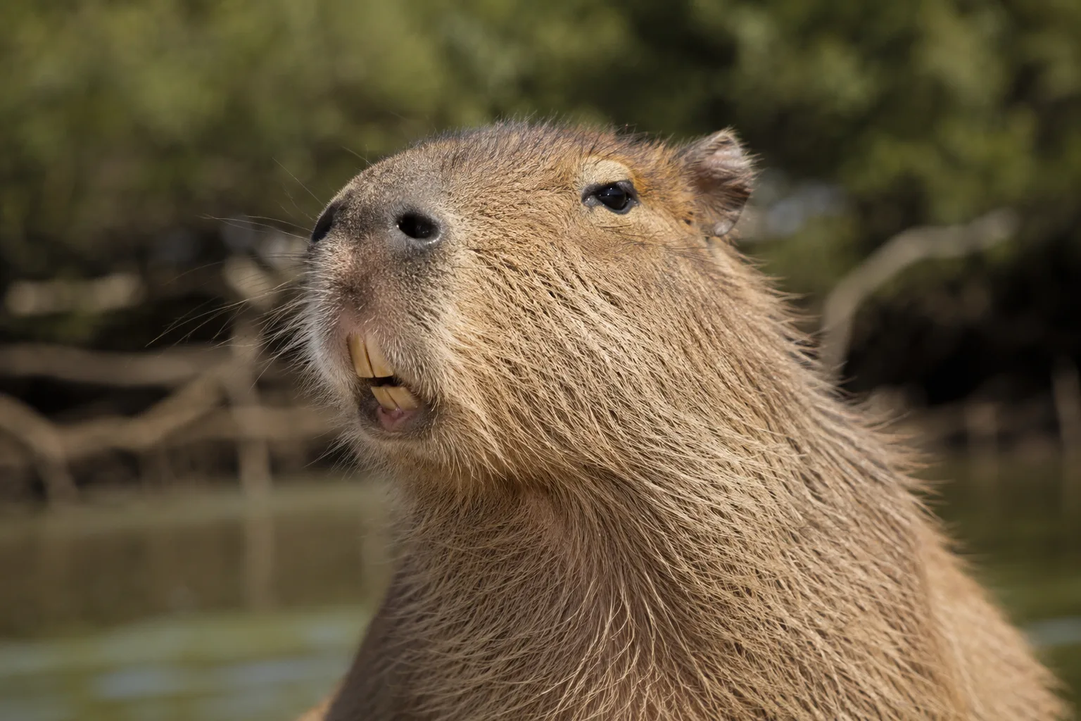 Capybara in profile with mouth open mid-vocalization at golden hour