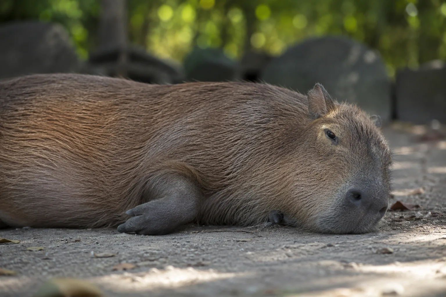Capybara resting on soft ground in a relaxed posture with other capybaras visible in the background