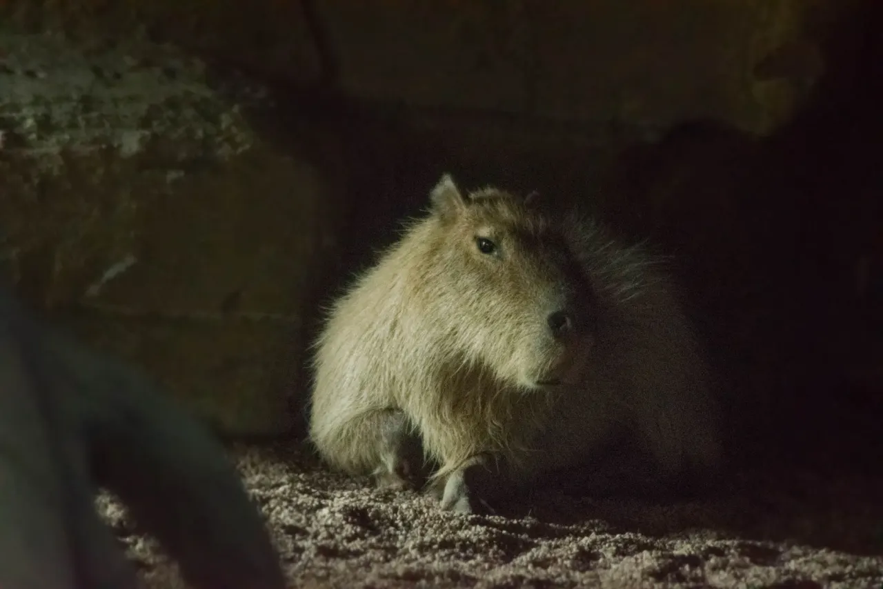 Capybara resting calmly on the ground with relaxed eyes and a still body posture