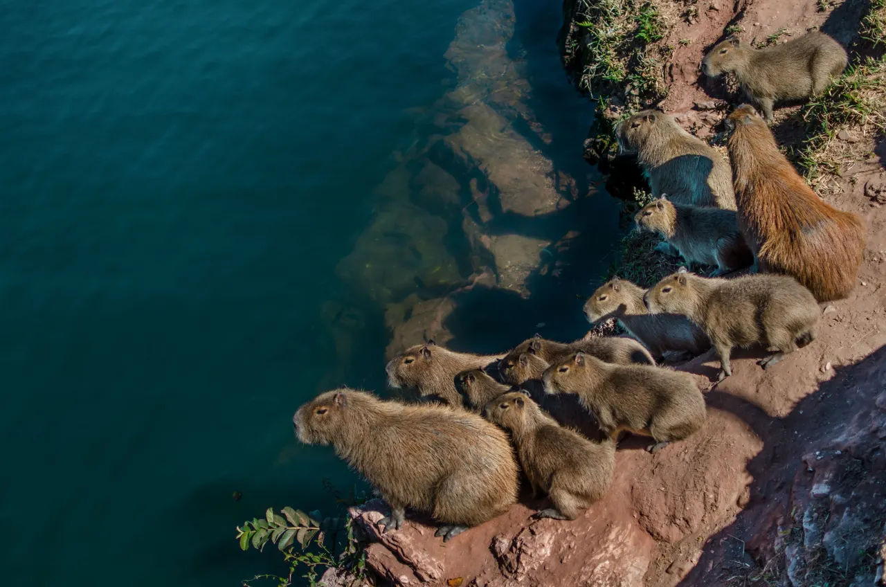 A group of capybaras resting on a rocky riverbank above deep blue-green water.