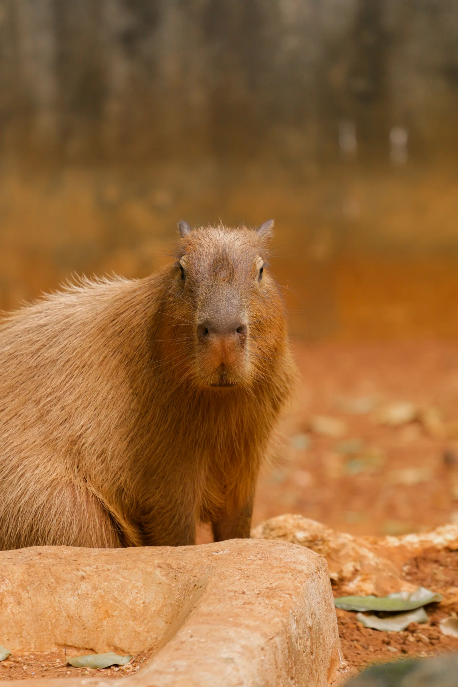 Capybara staring directly at the camera near a water edge