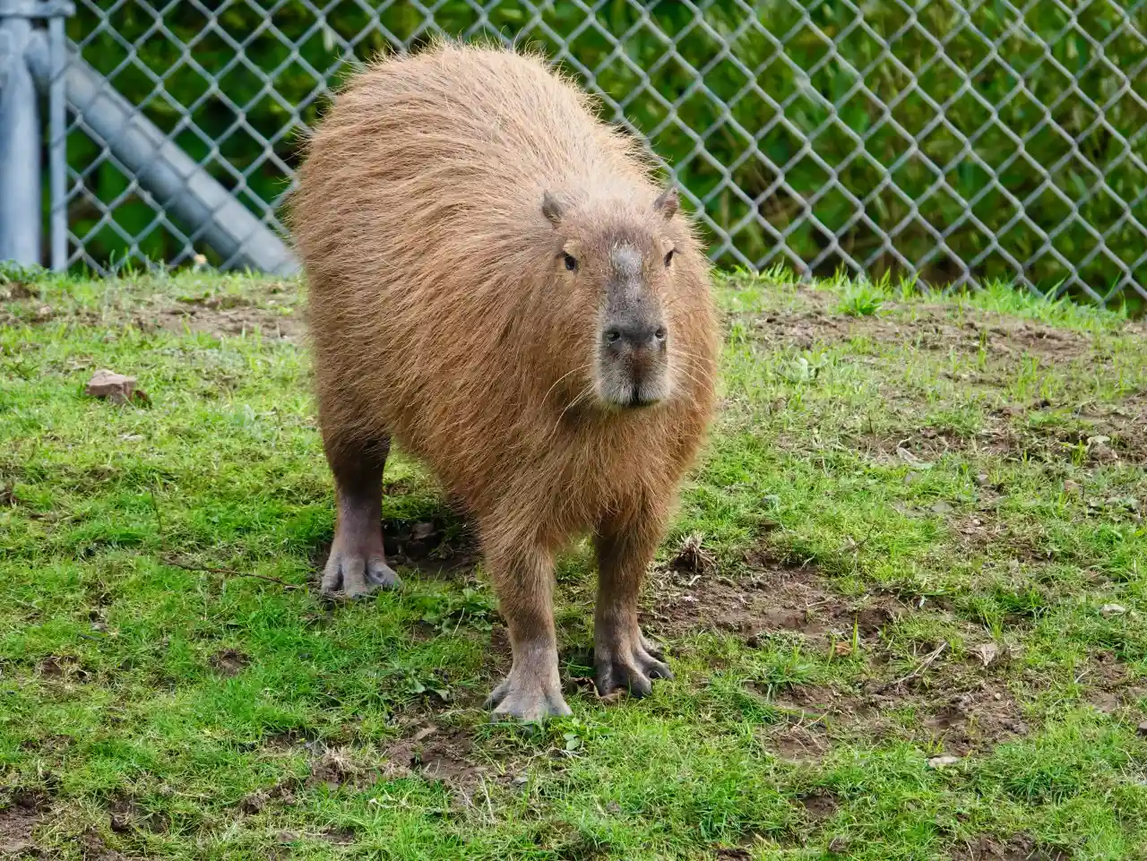 Capybara standing on dirt and grass at the San Francisco Zoo, viewed from the front with its blunt face toward the camera