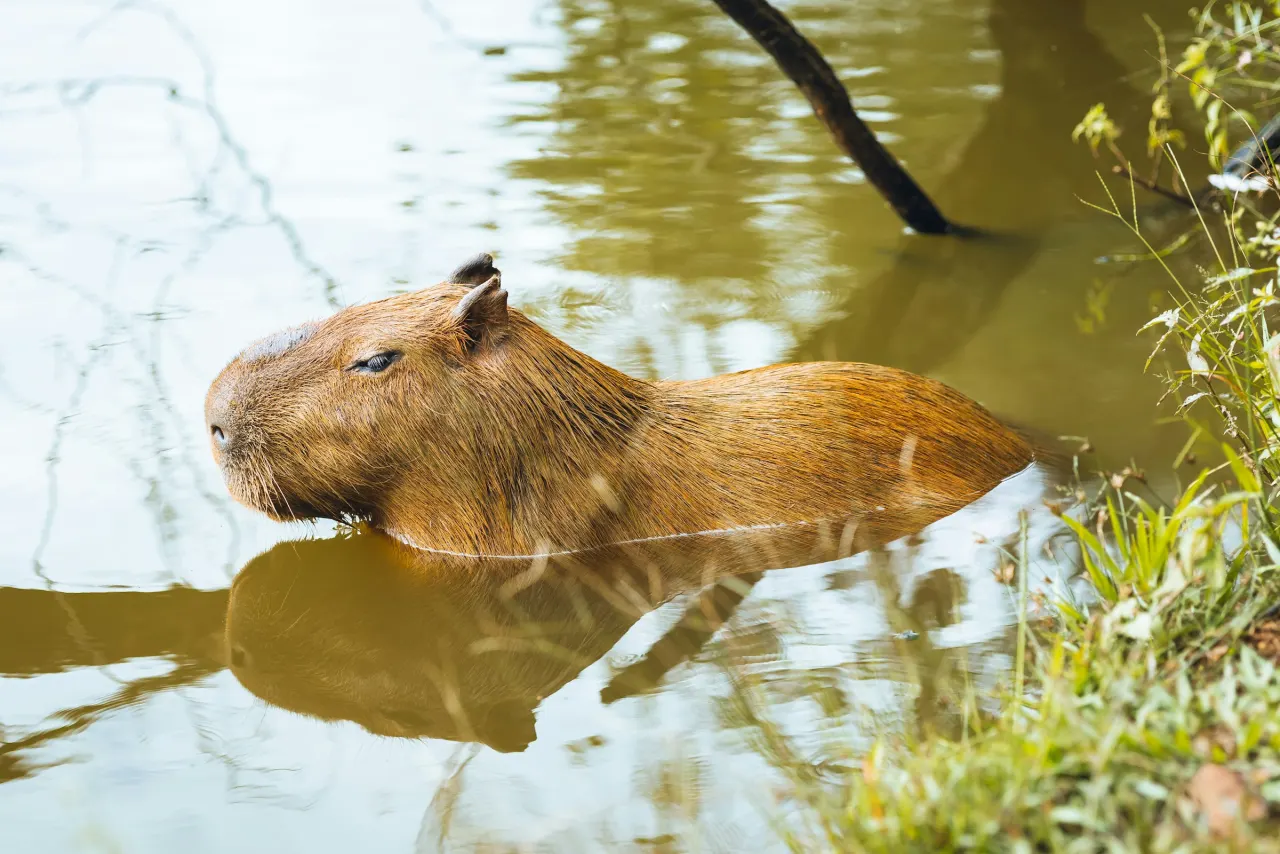 Capybara standing in shallow wetland water with ripples around its legs