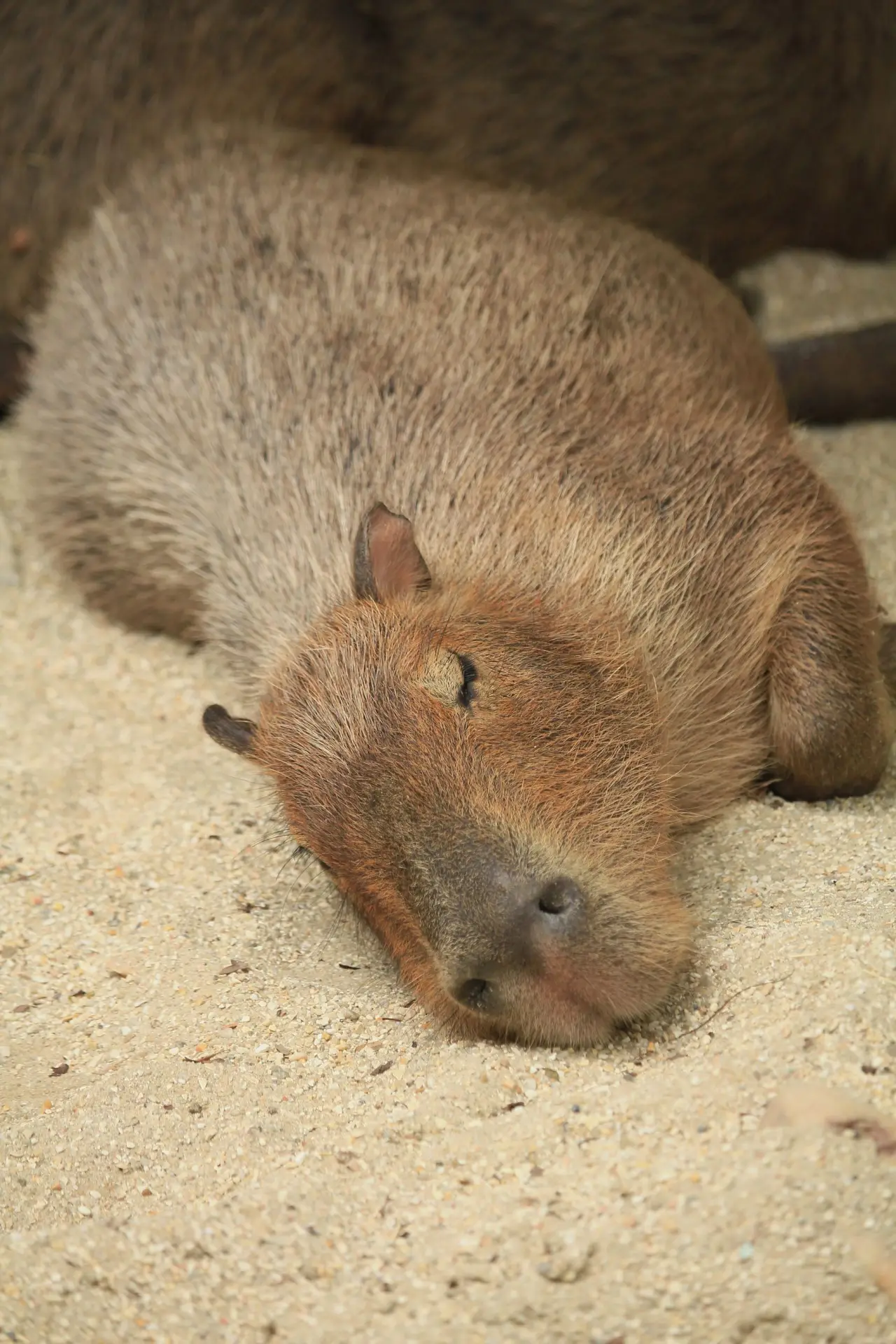 Capybara resting on the ground during the day