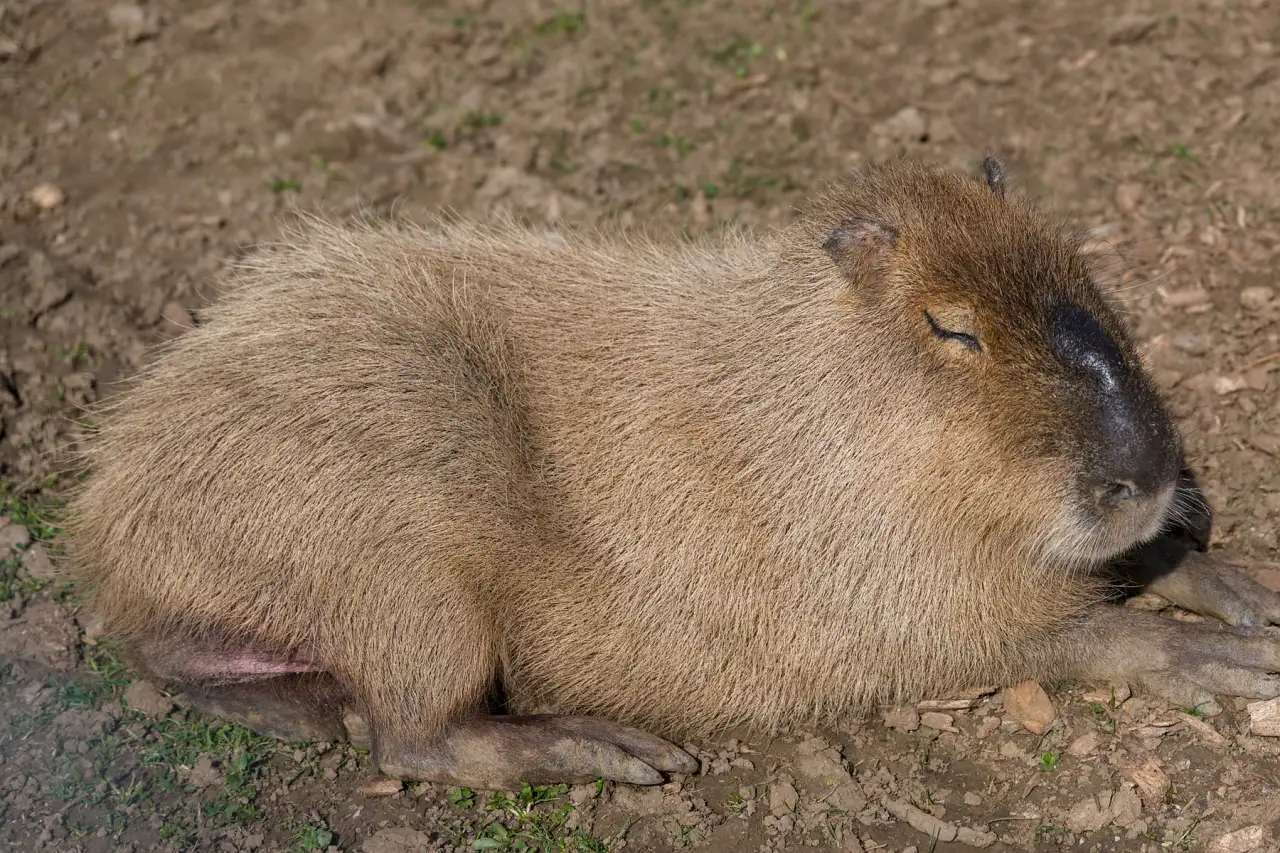 Capybara asleep on its side in an outdoor habitat in bright sunlight with its eyes closed
