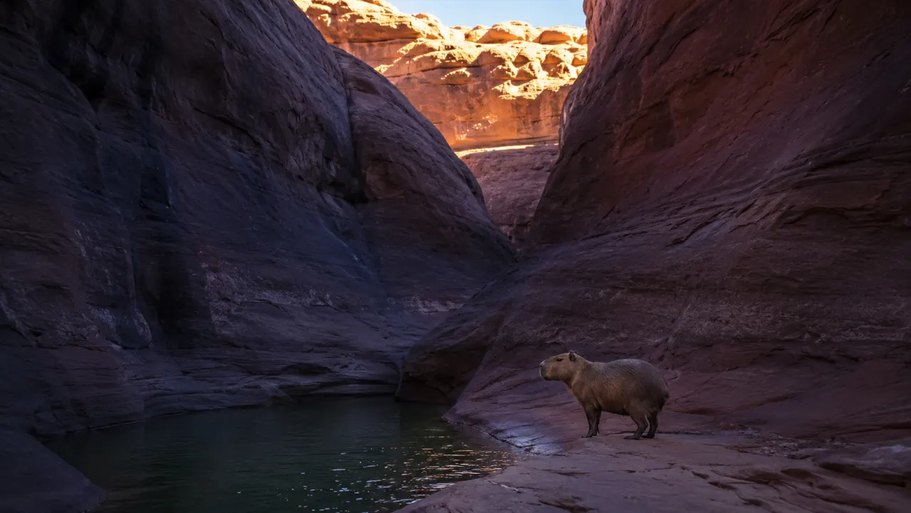 Capybara beside a green pool at the bottom of a red Utah slot canyon