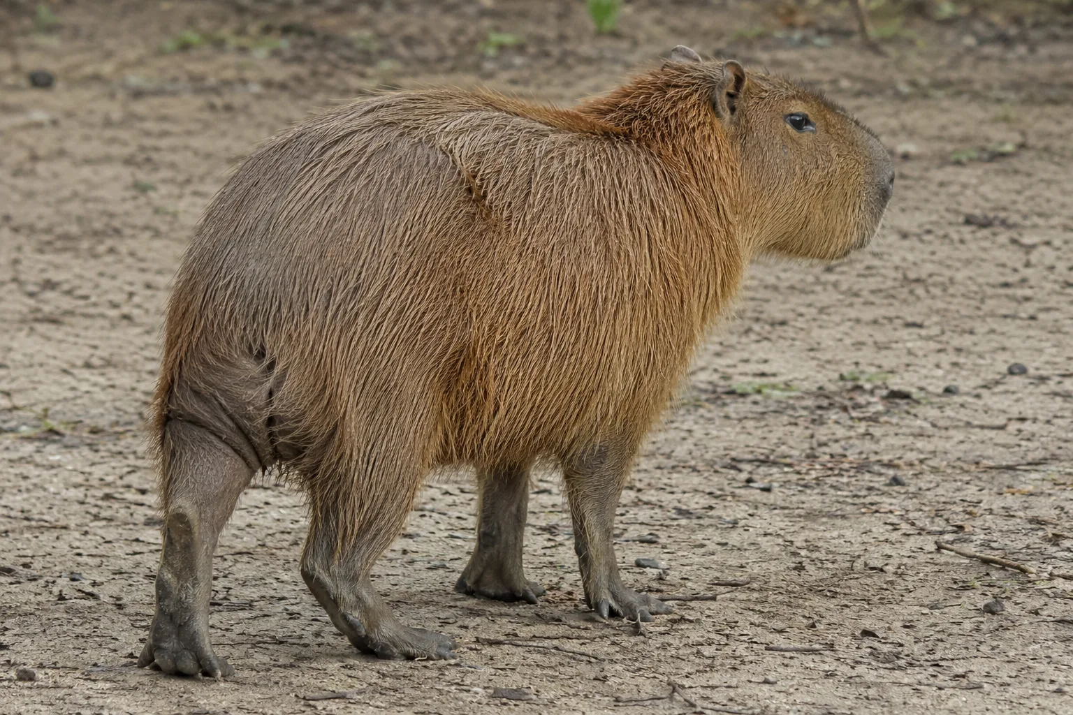 Capybara standing its ground with a direct, forward-facing posture in a field setting
