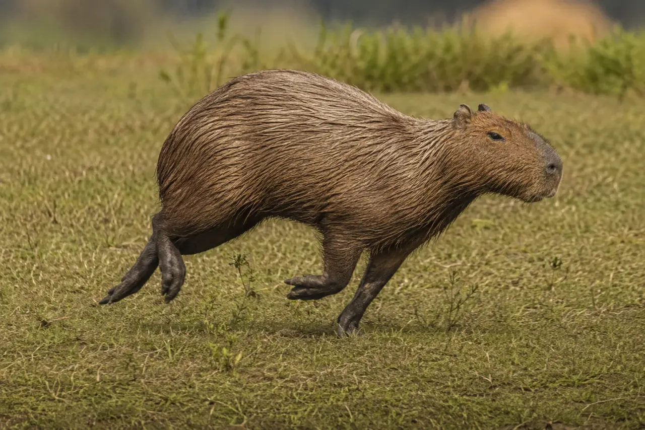 Illustrated capybara stretching into a quick run across grass