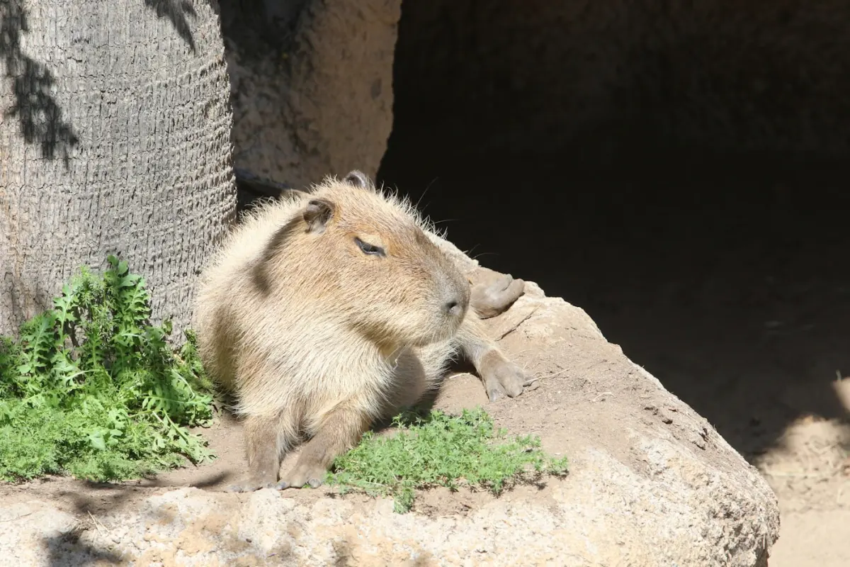 Capybara resting on a rock in the sun