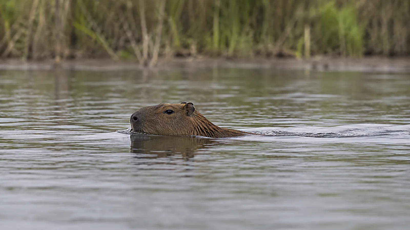 Capybara swimming through a swampy environment with murky water and vegetation around it