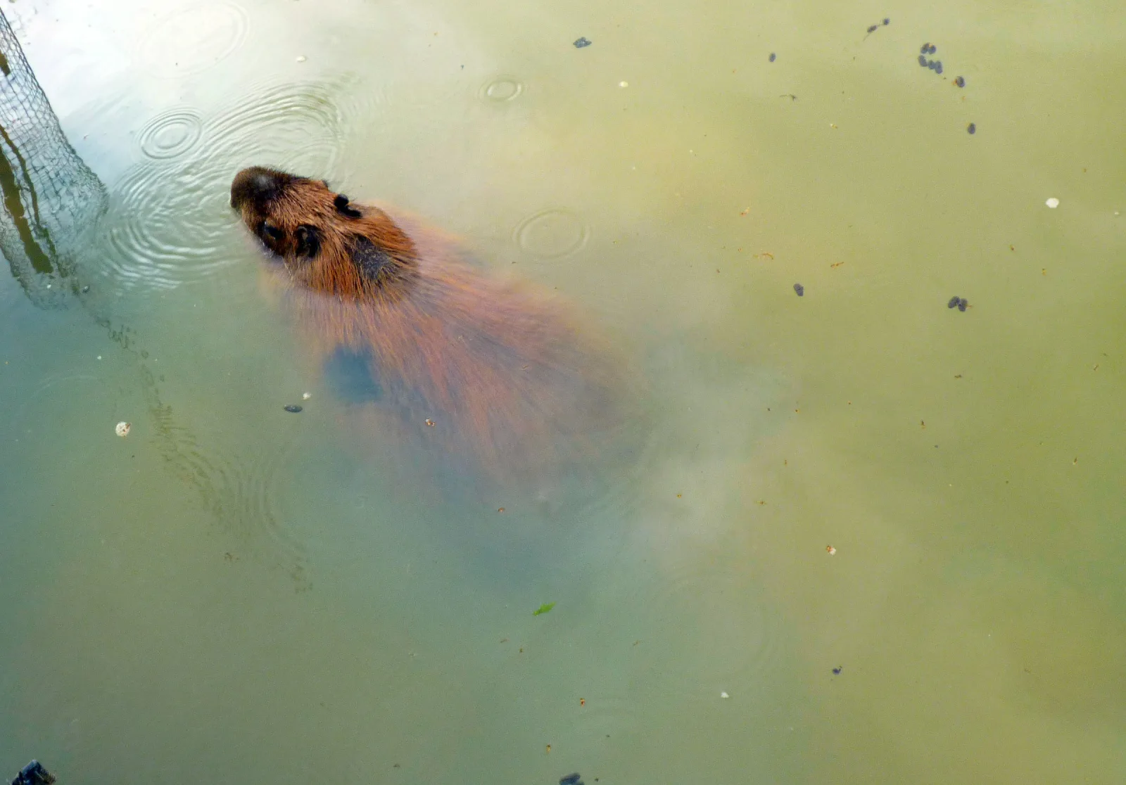 Capybara swimming in clear blue water showing semi-aquatic behavior