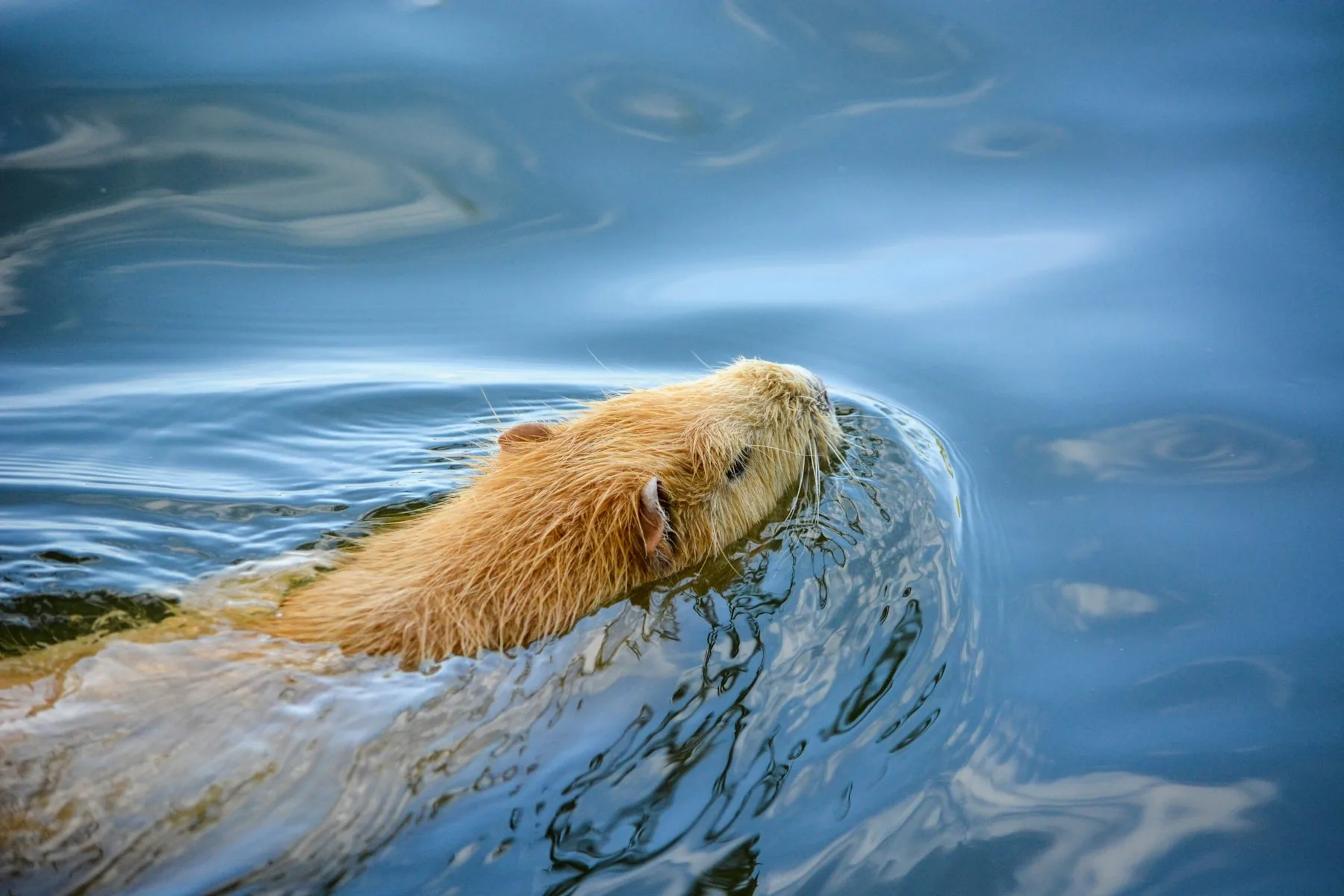 Capybara swimming through blue water with ripples around its head