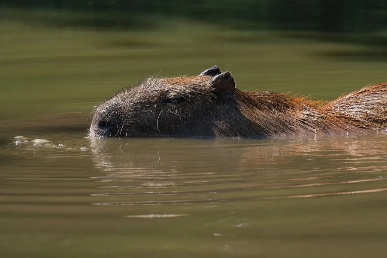 Capybara swimming calmly through still water with only its head and back above the surface