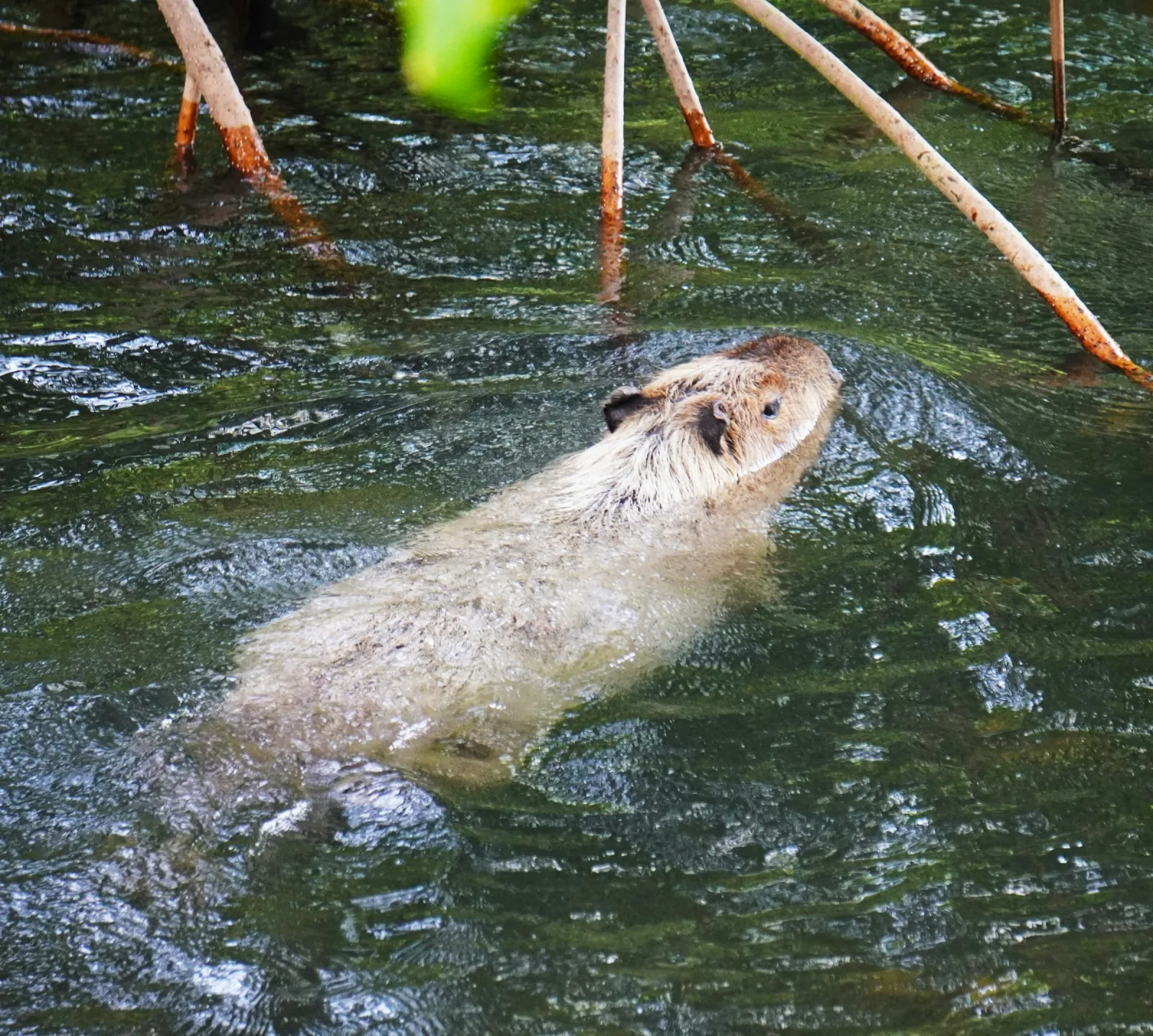 Capybara swimming through murky mangrove water in a South American river delta
