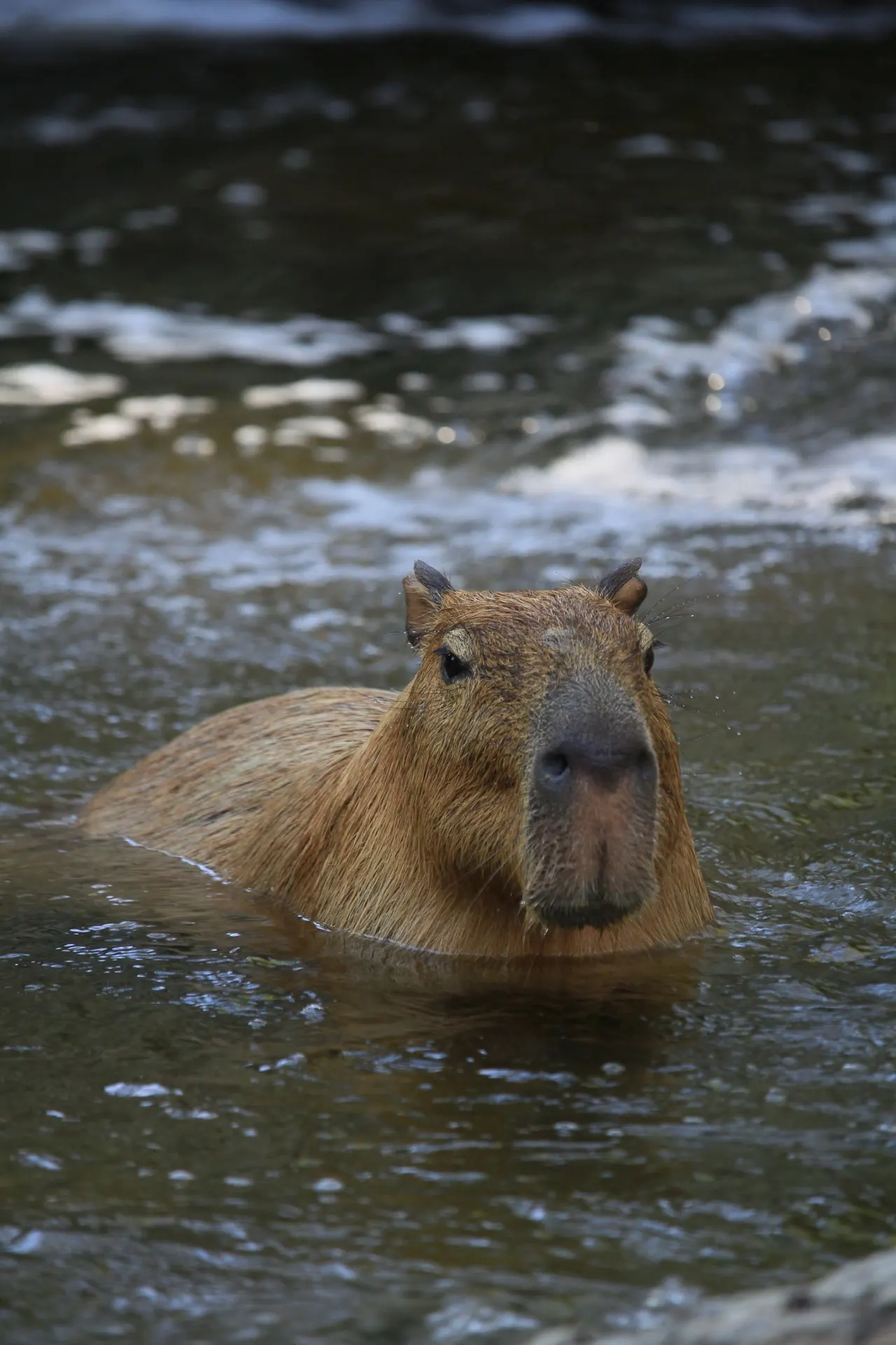 Capybara swimming in a river with only its head above water