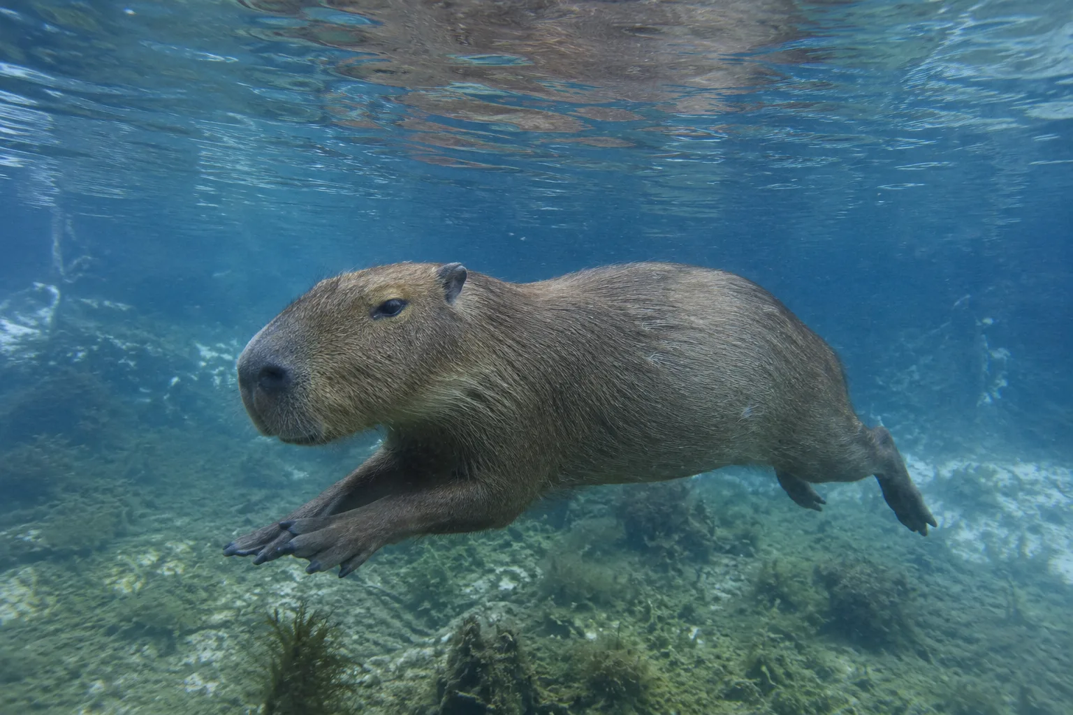 Capybara swimming underwater with bubbles, reeds, and filtered light around its body