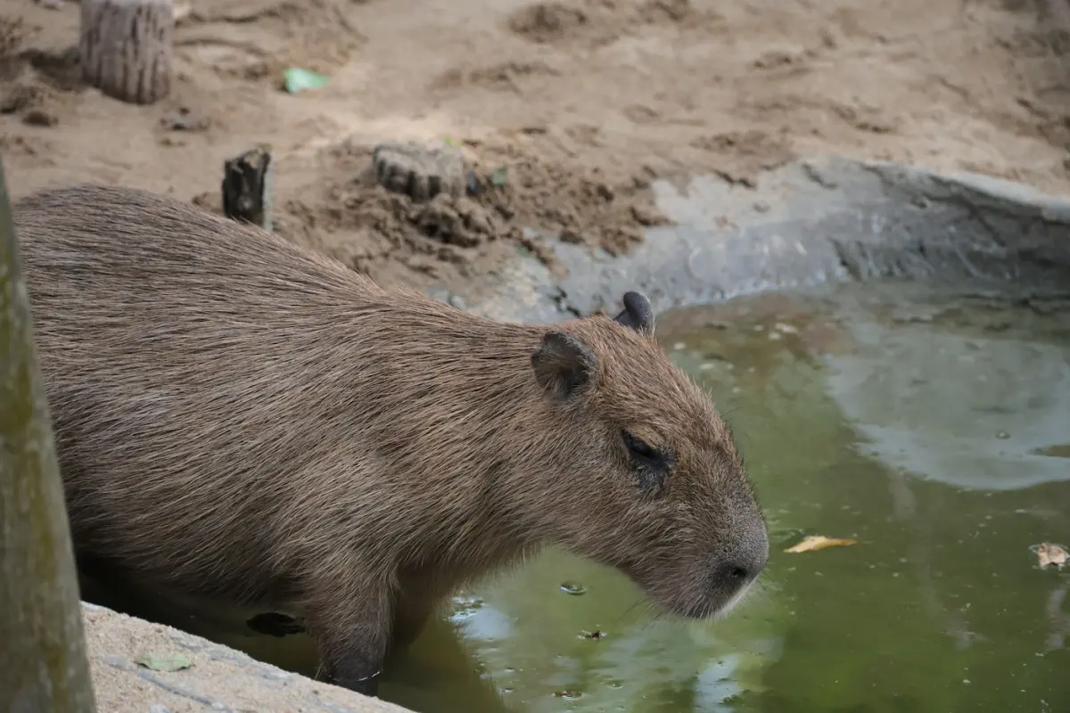 Capybara standing in water at a zoo