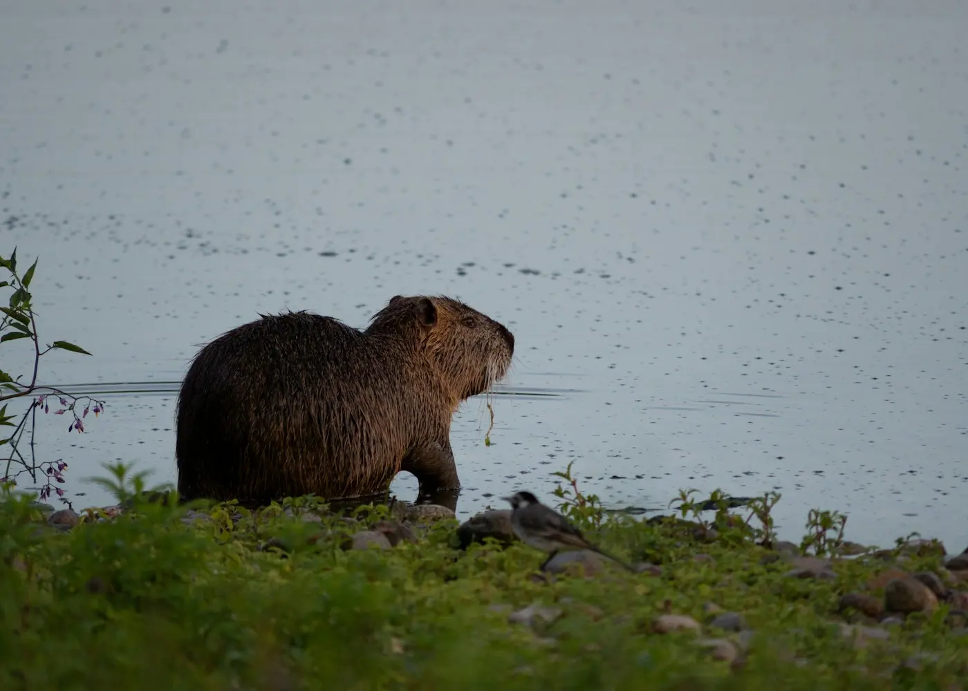 Capybara standing near grass and water at the edge of a managed habitat