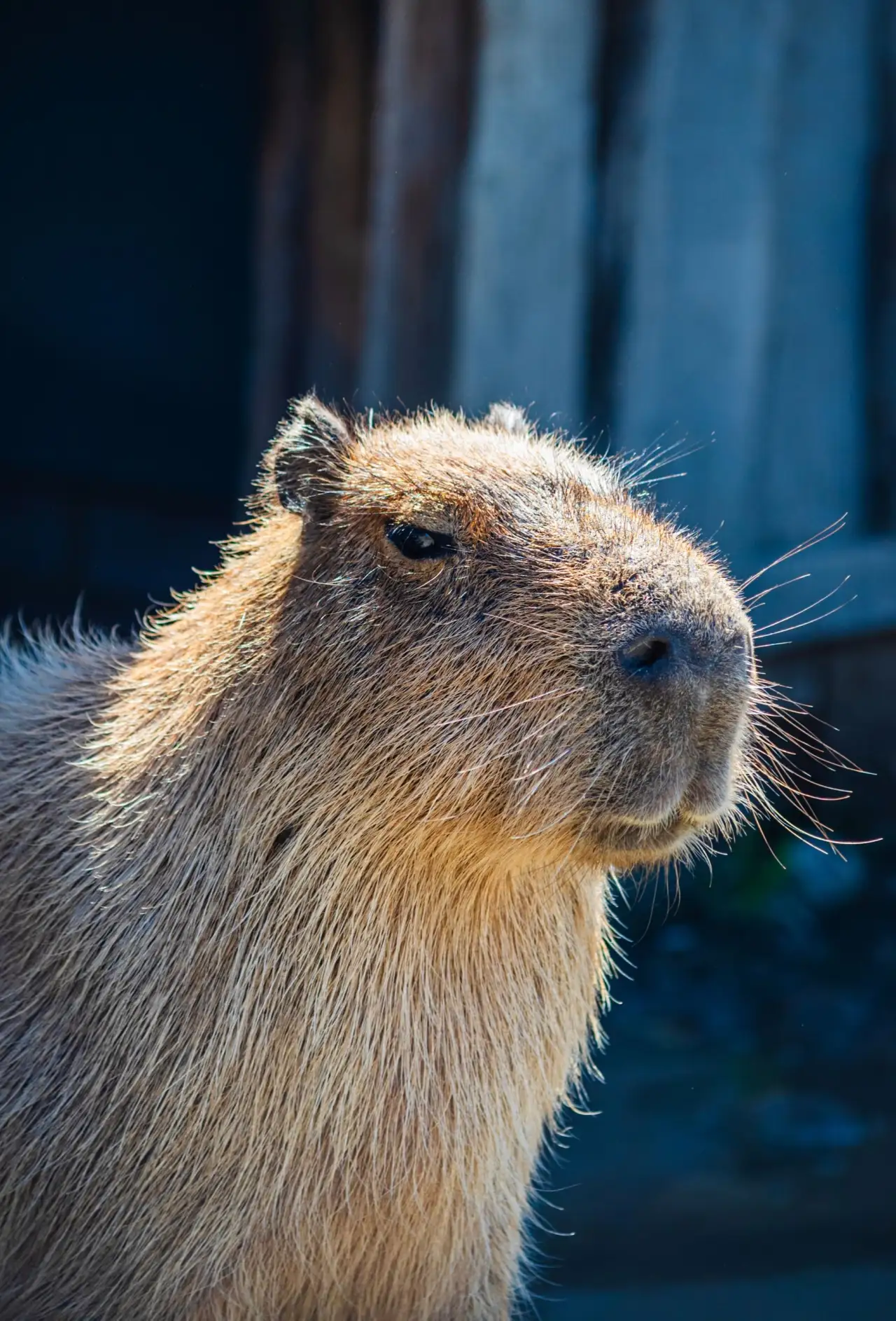 Close-up capybara portrait showing coarse fur and whiskers for a guide to what capybaras feel like