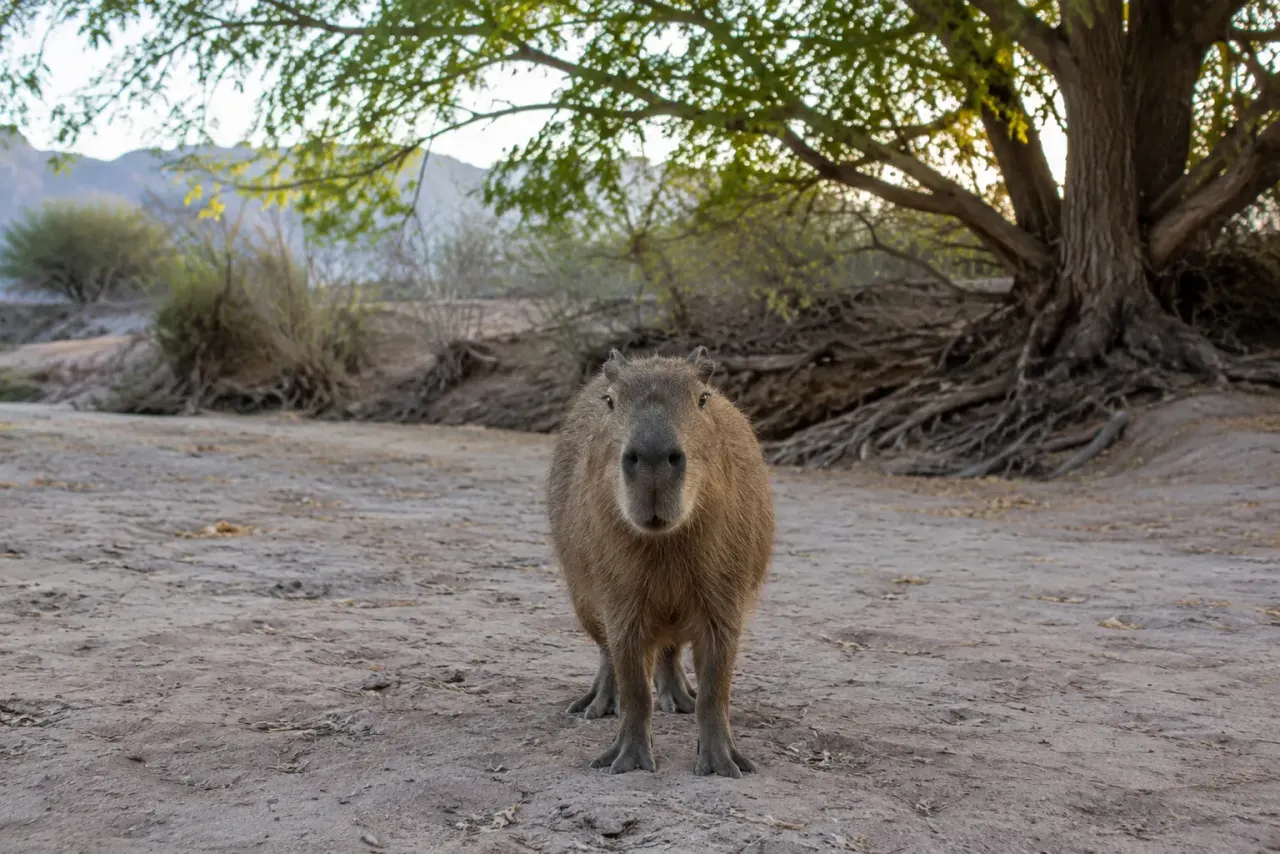 Illustration of a capybara resting under a willow tree beside a slow river in a quiet green valley
