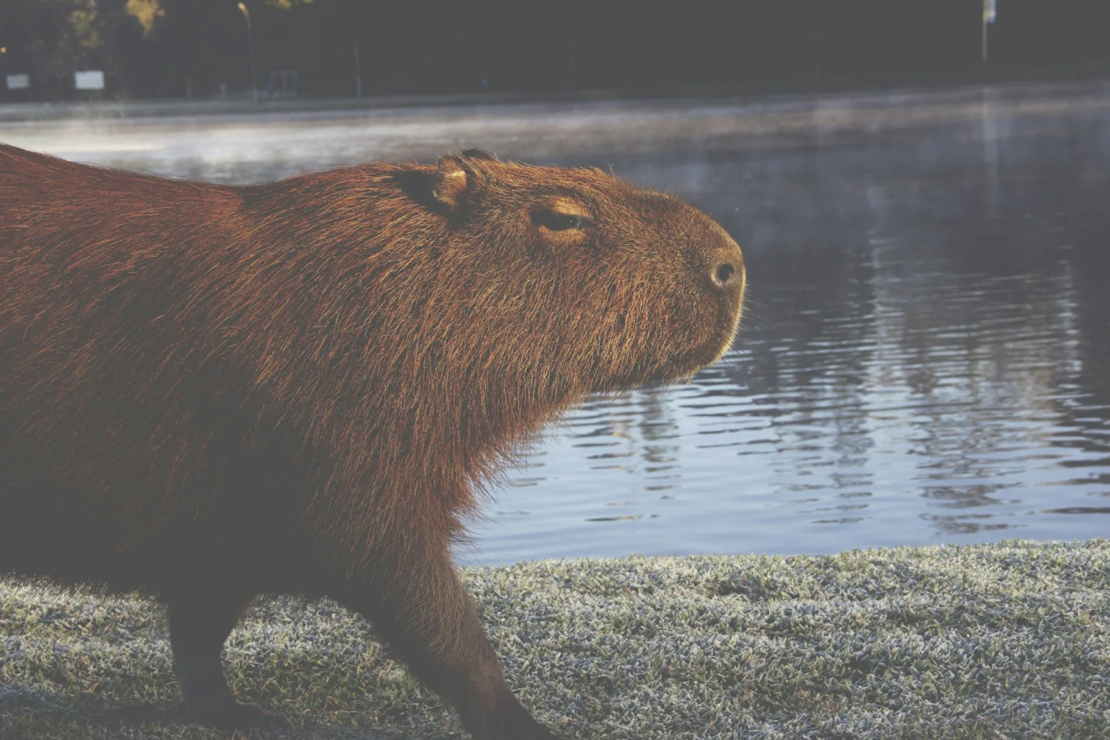 Capybara walking beside a cold lake with mist over the water