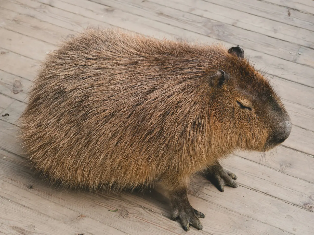 Capybara standing indoors on a polished wooden floor inside a home, looking toward the camera with domestic-pet calm