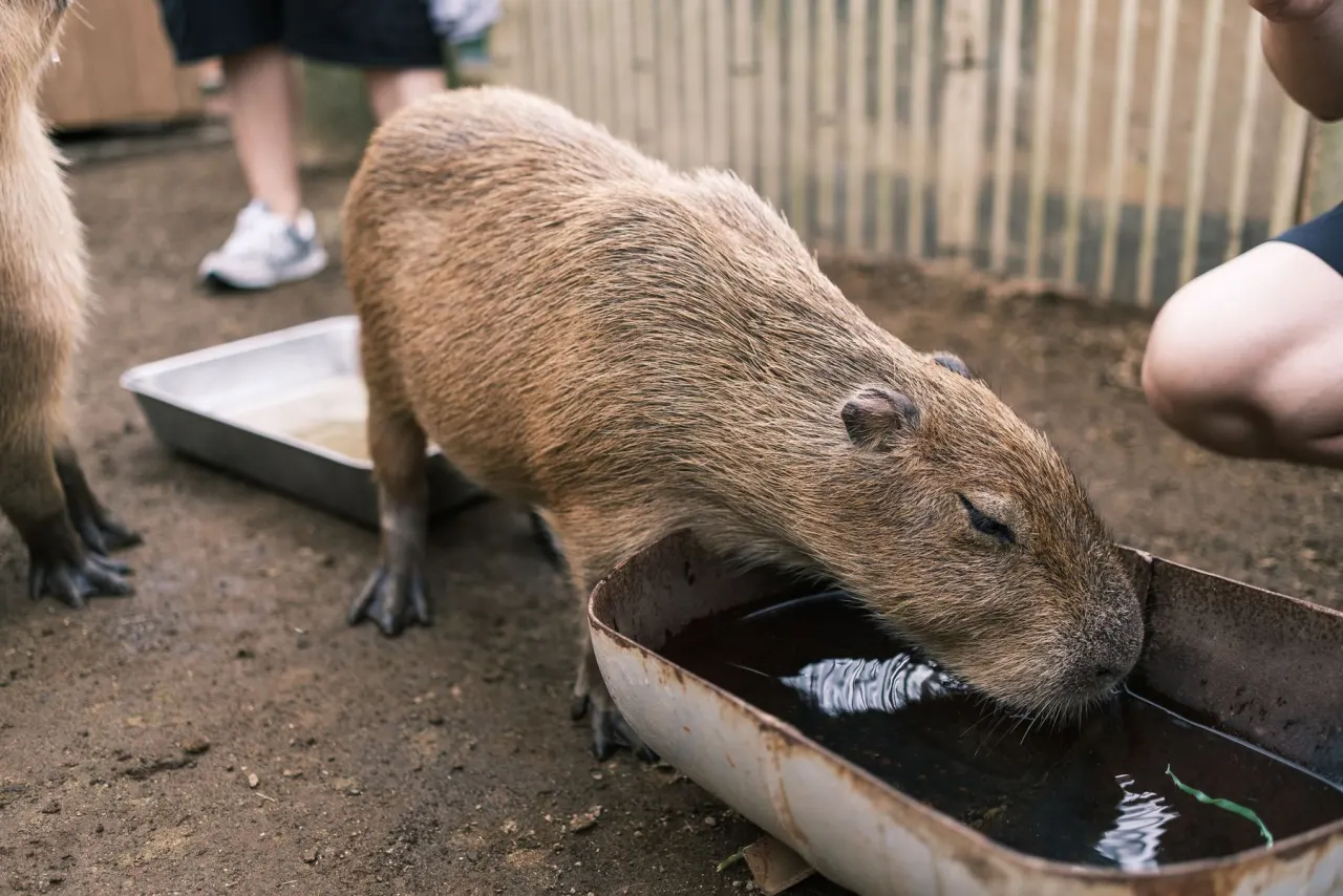 Capybara drinking in a zoo habitat while visitors watch from behind a barrier
