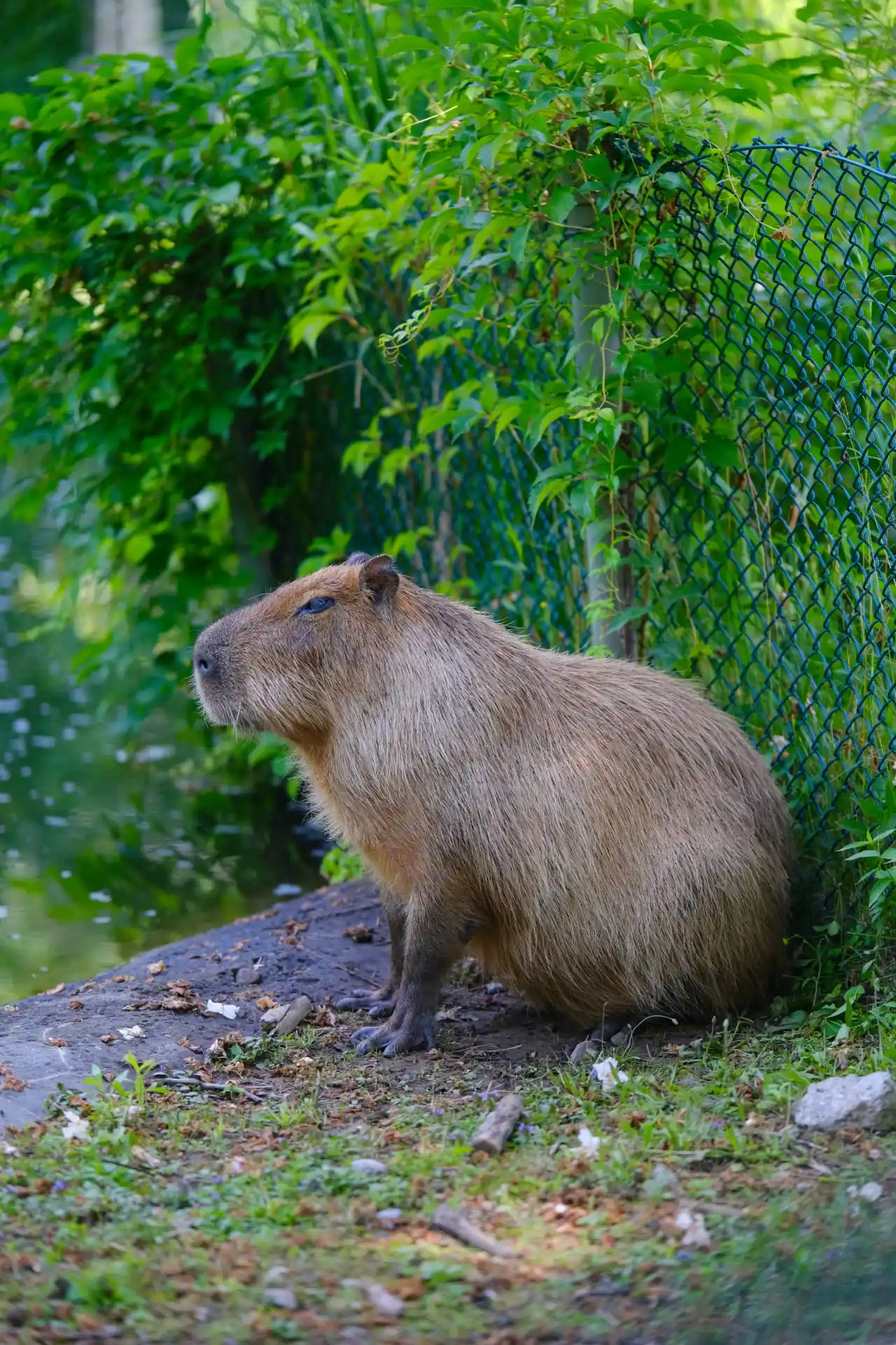 Capybara sitting calmly beside a wooden fence inside a zoo enclosure, looking out past the barrier