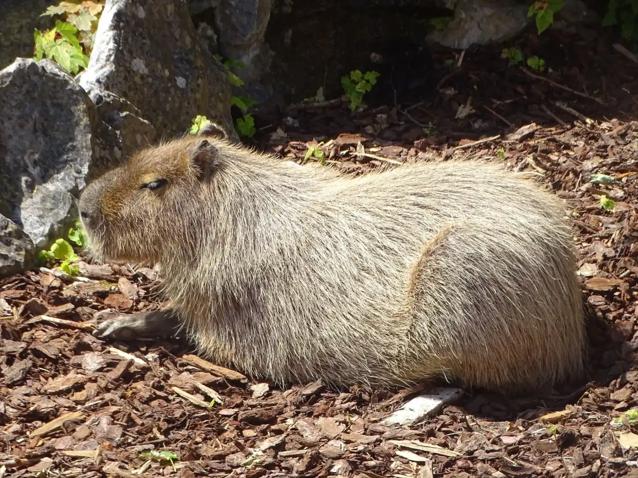 Capybara resting on woodchip bedding in a managed zoo enclosure during daylight