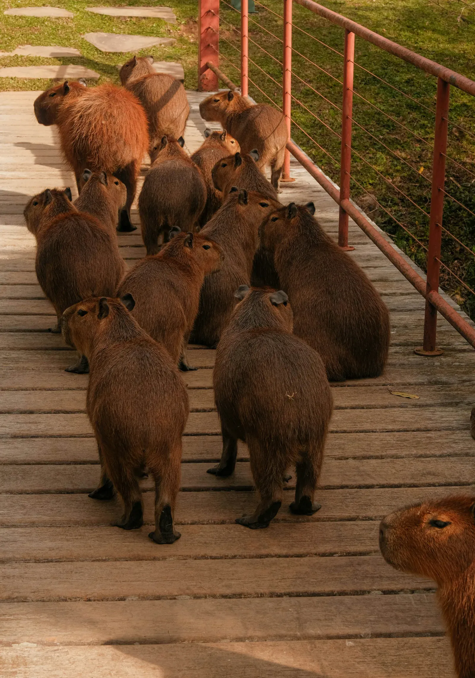 Group of capybaras resting on a bridge structure in an urban park environment