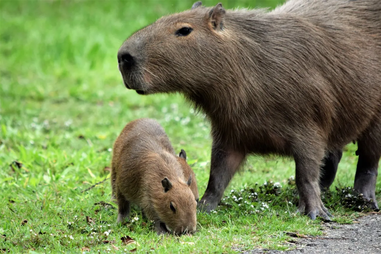 Adult capybara grazing on grass with a smaller young capybara feeding close against its side
