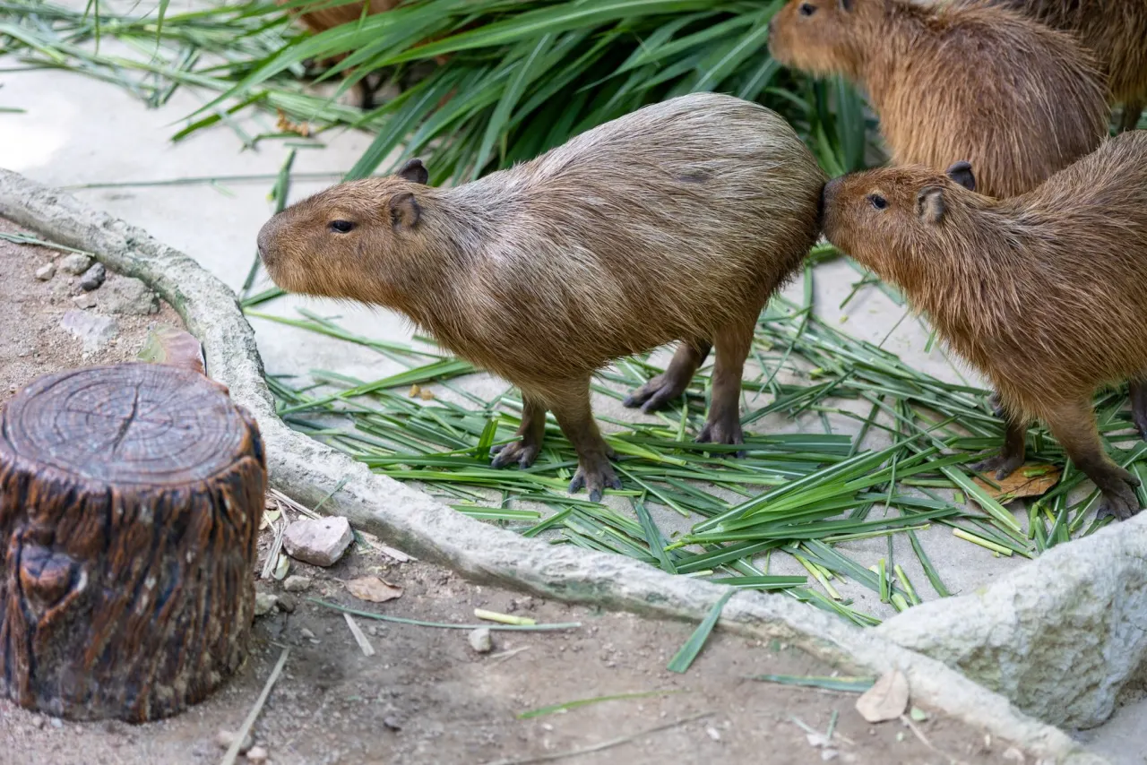 Several capybaras gathered together, showing capybara group behavior