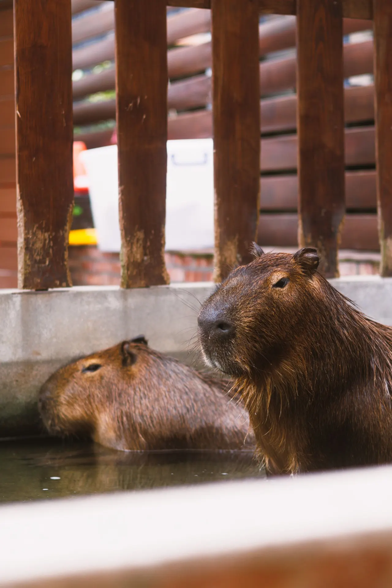 Two capybaras resting in an indoor pool setting with calm water and muted light