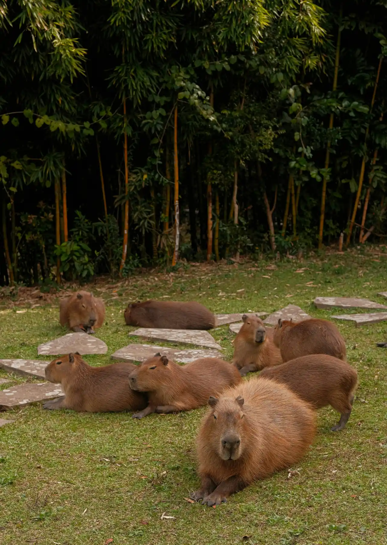 Several capybaras lying on grass together, fully relaxed in an outdoor setting
