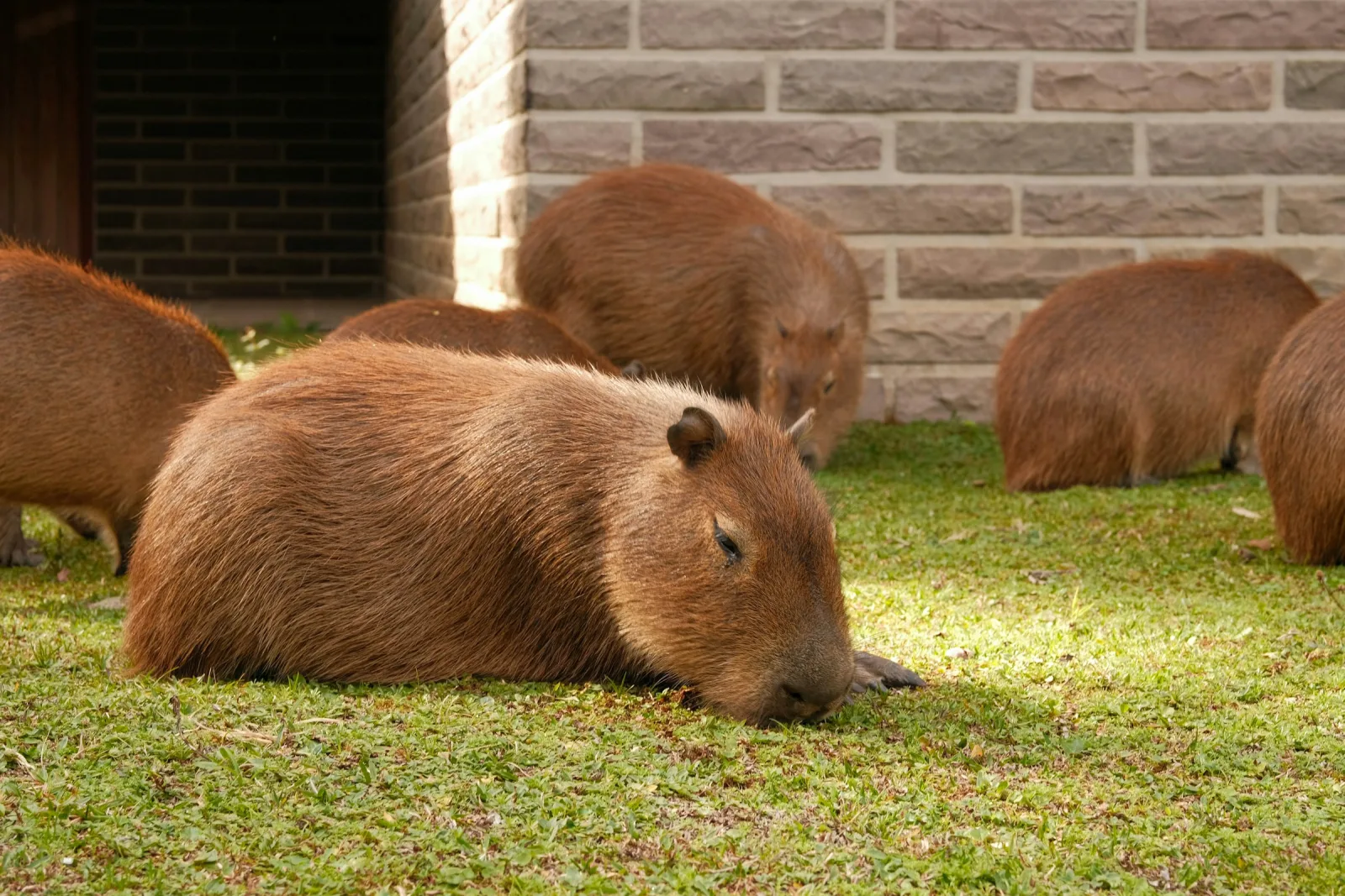 Group of capybaras resting together on a green lawn, unbothered and communal