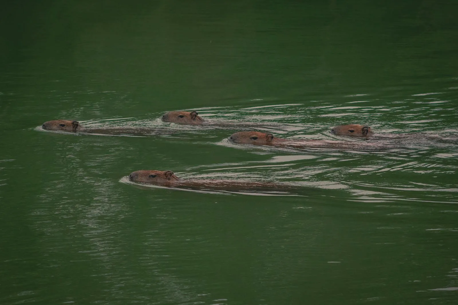 Five capybaras swimming peacefully together in a lush green South American river