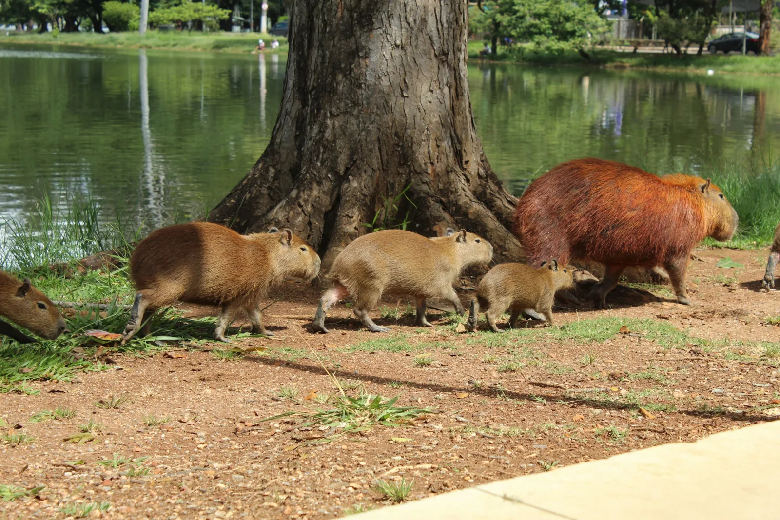 Group of capybaras gathered near a tree by the water's edge in South American wetlands