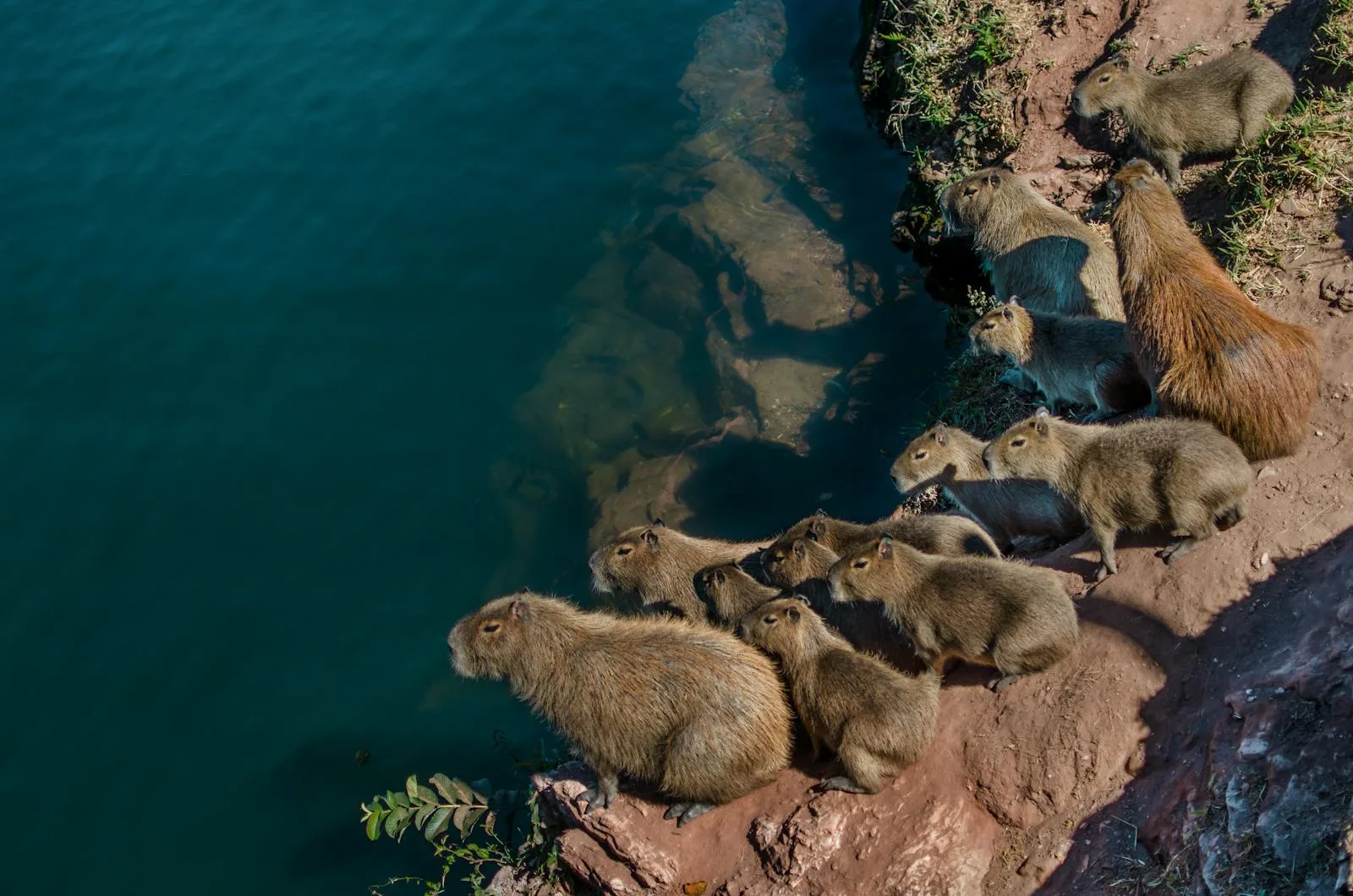Group of capybaras gathering by a waterway showing their social wetland behavior