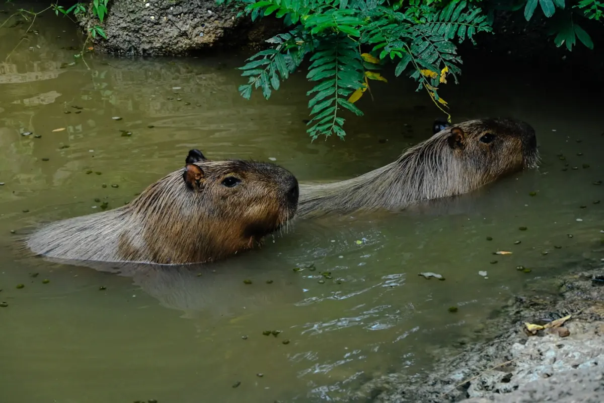 Two capybaras standing together in shallow water