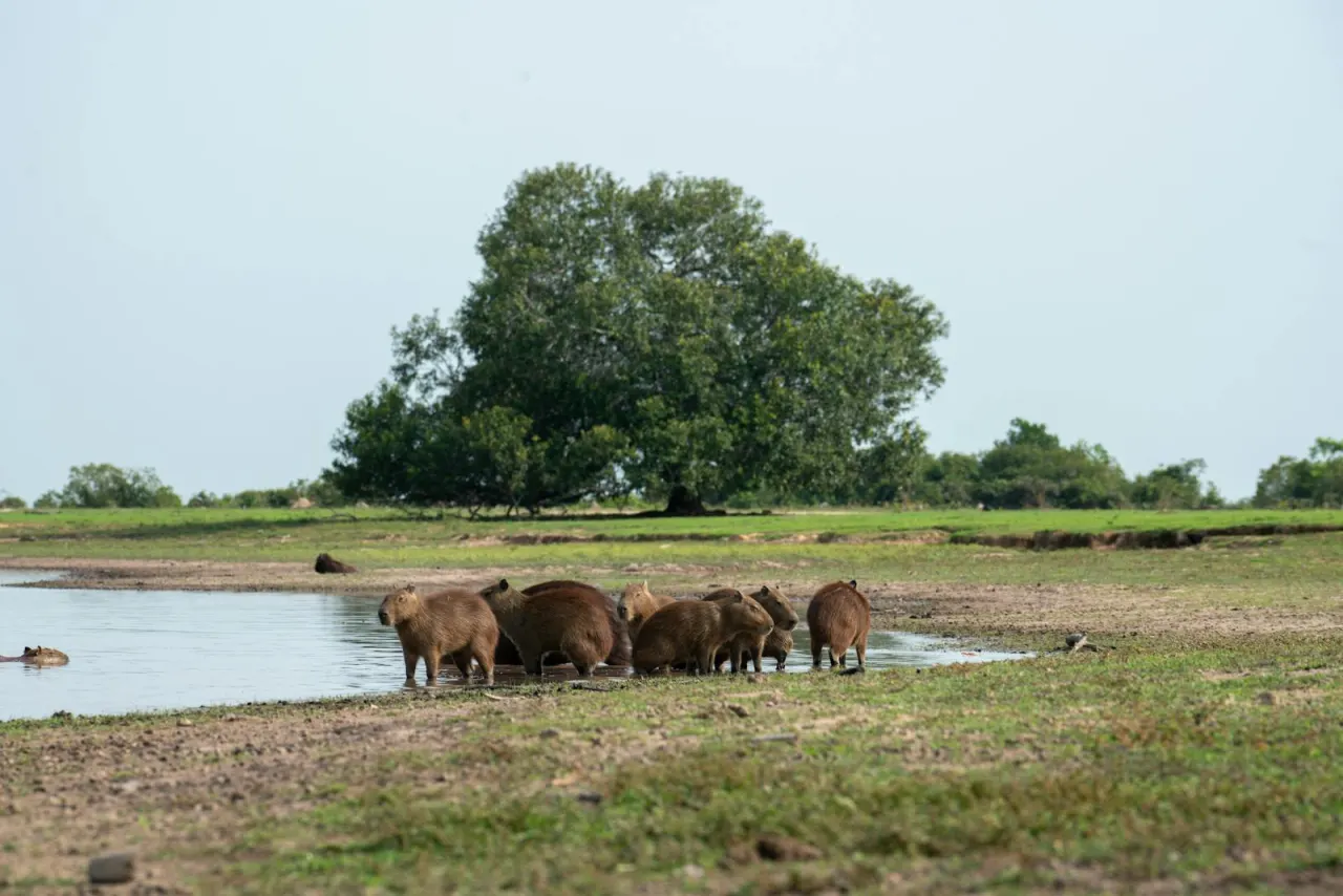 Large herd of capybaras gathered at a waterhole in a natural landscape